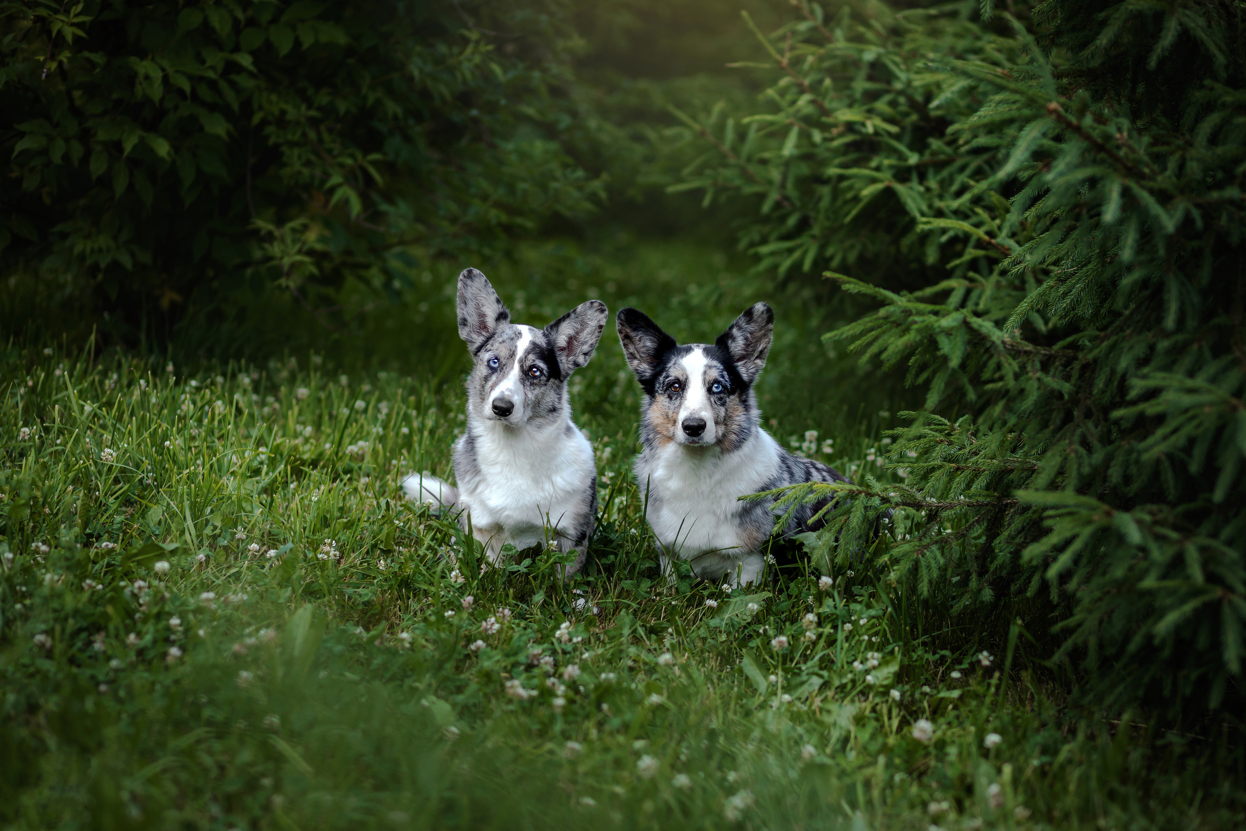 фотограф собак москва