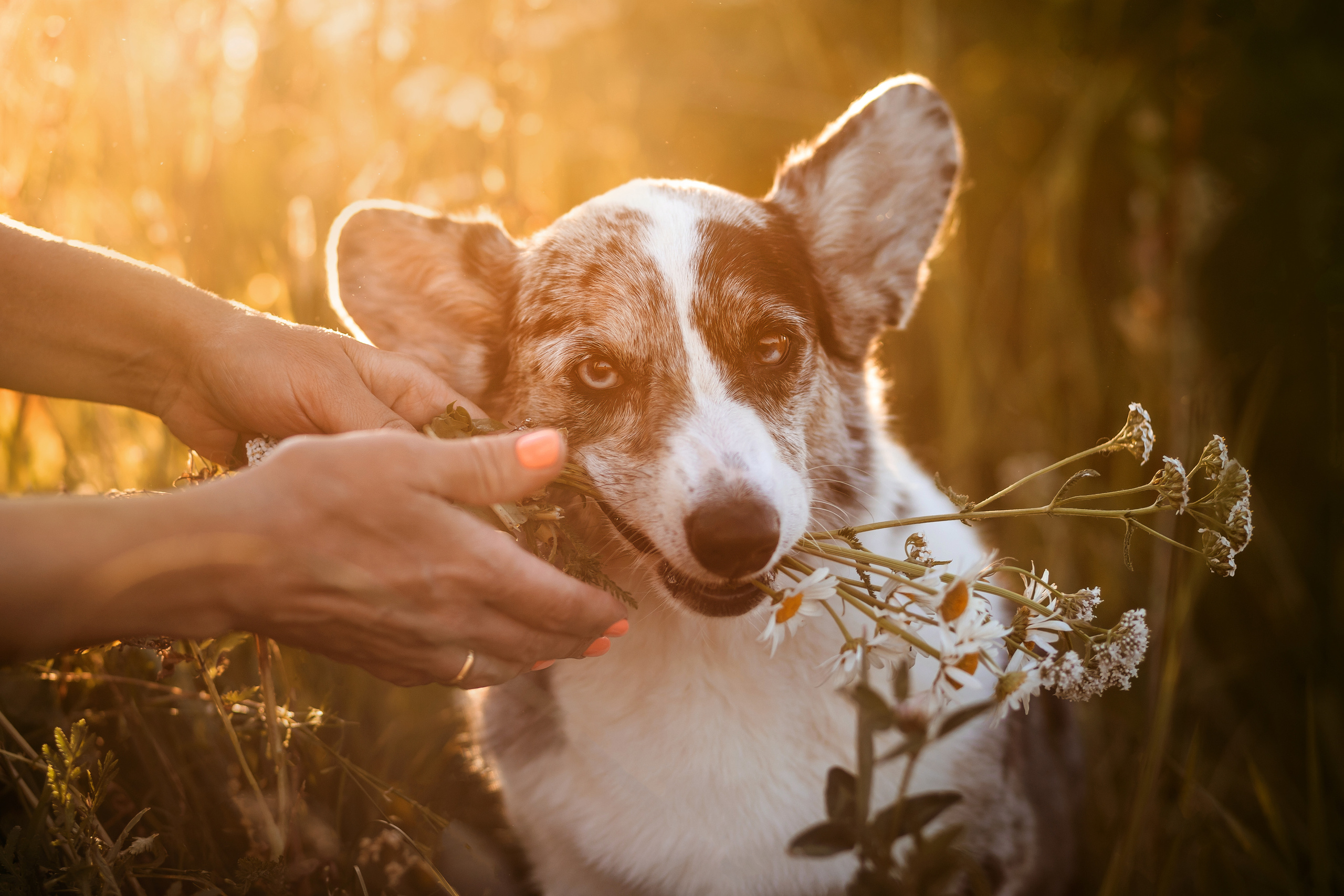 фотосессия собаки