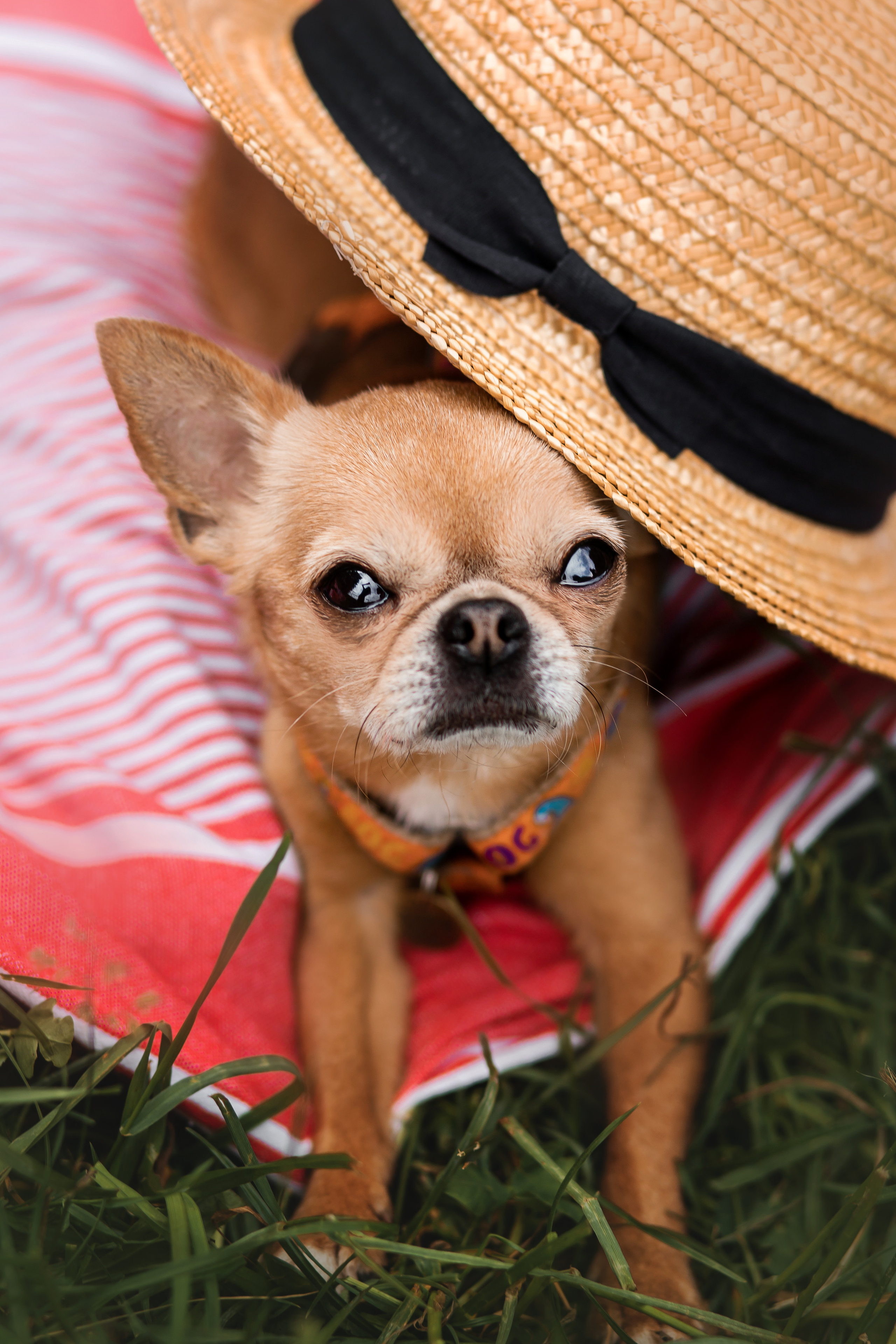 фотосессия с собакой