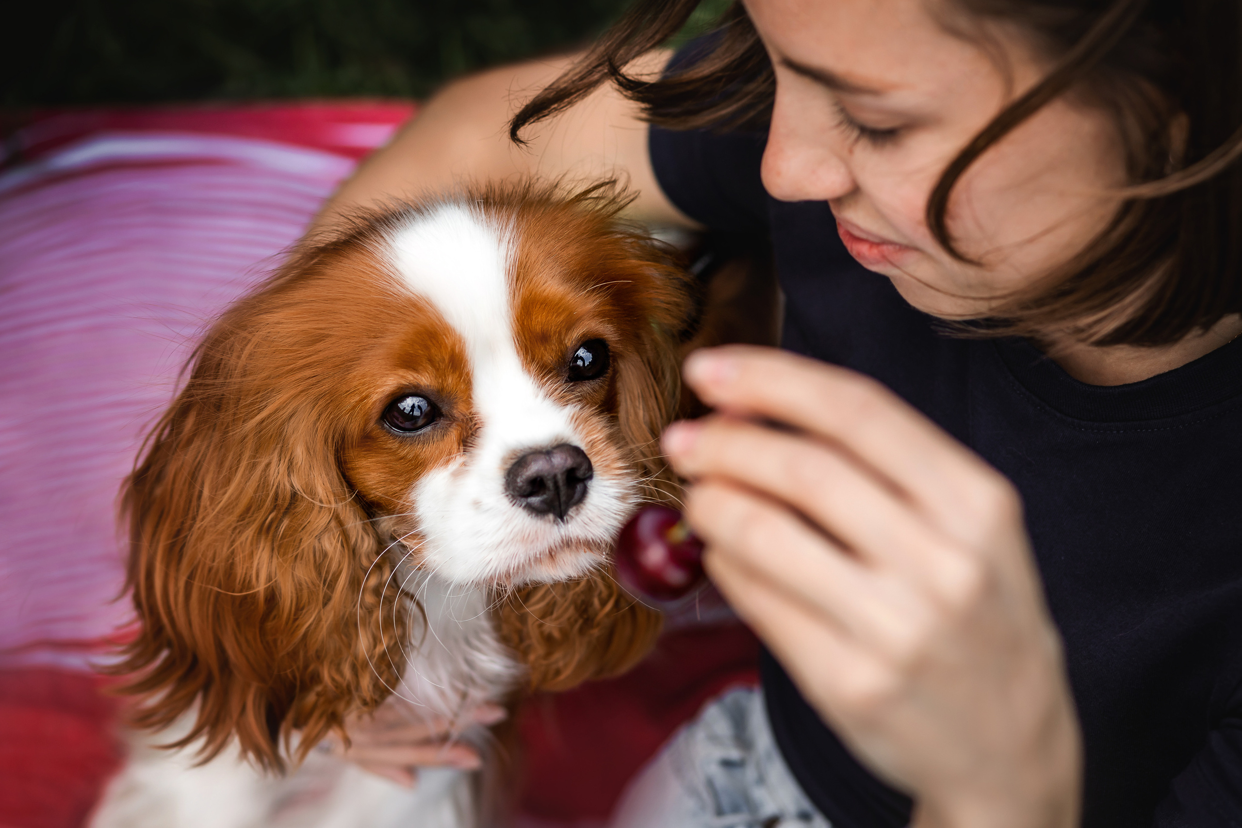 фотопикник с собакой