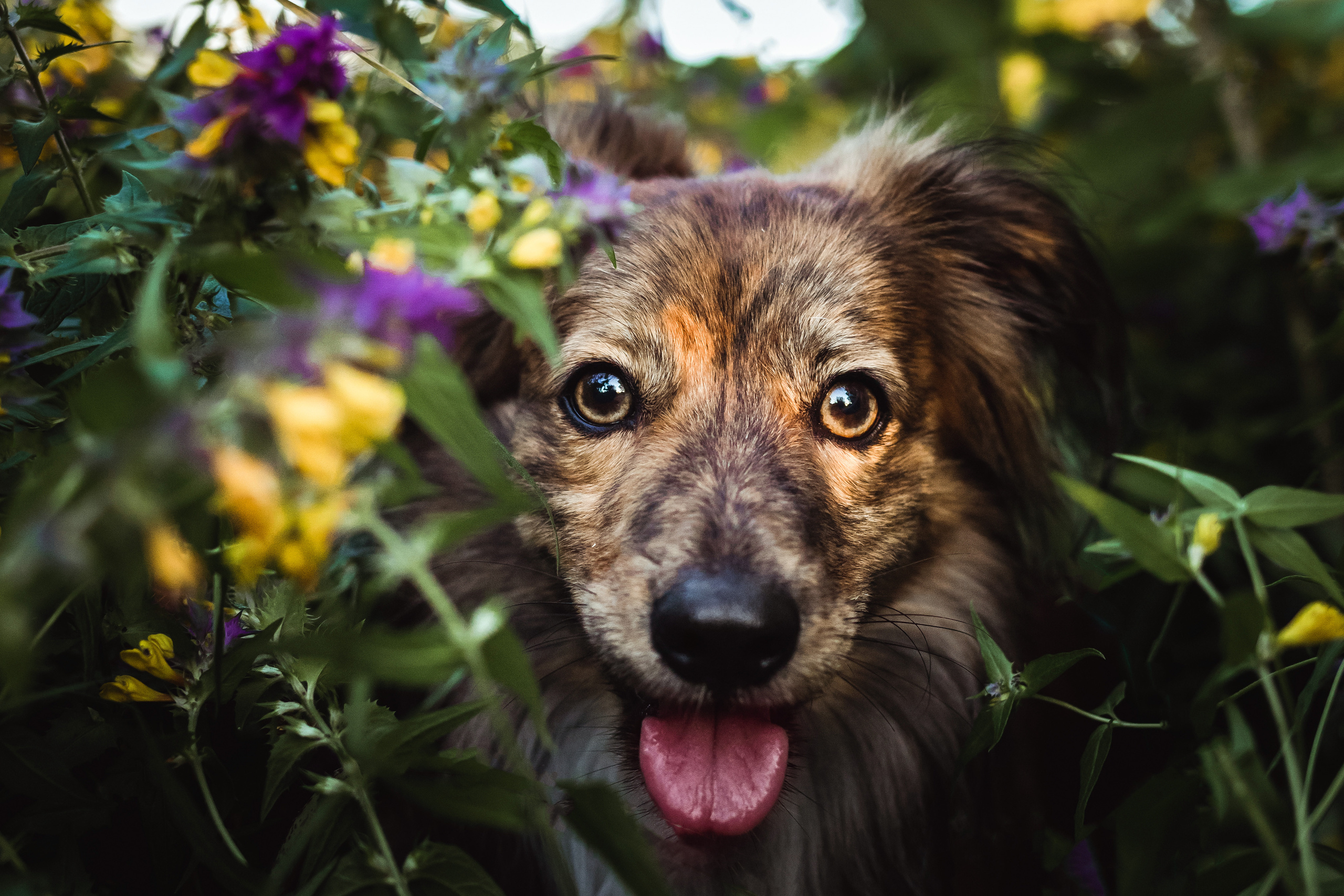 фотосессия с собакой в бутово 
