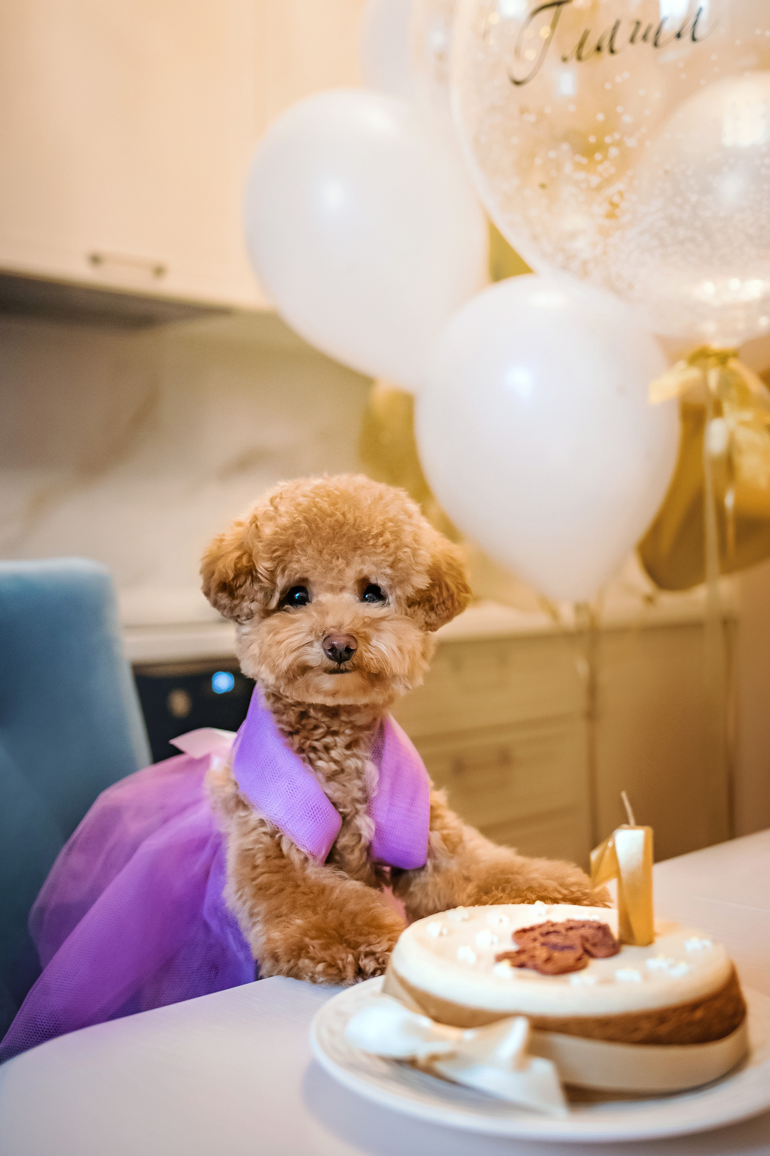 Фотосессия дня рождения собаки