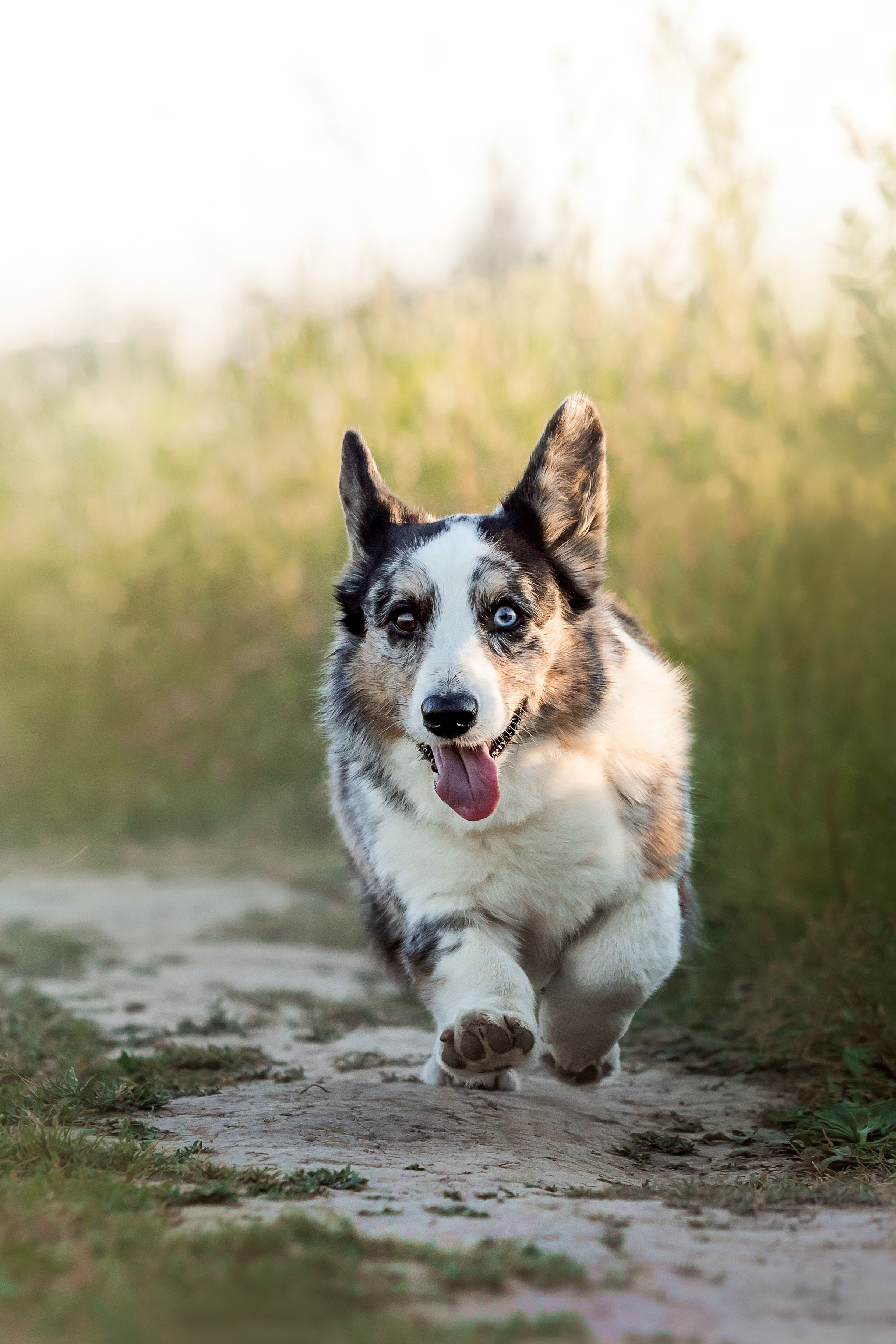 фотосессия собаки