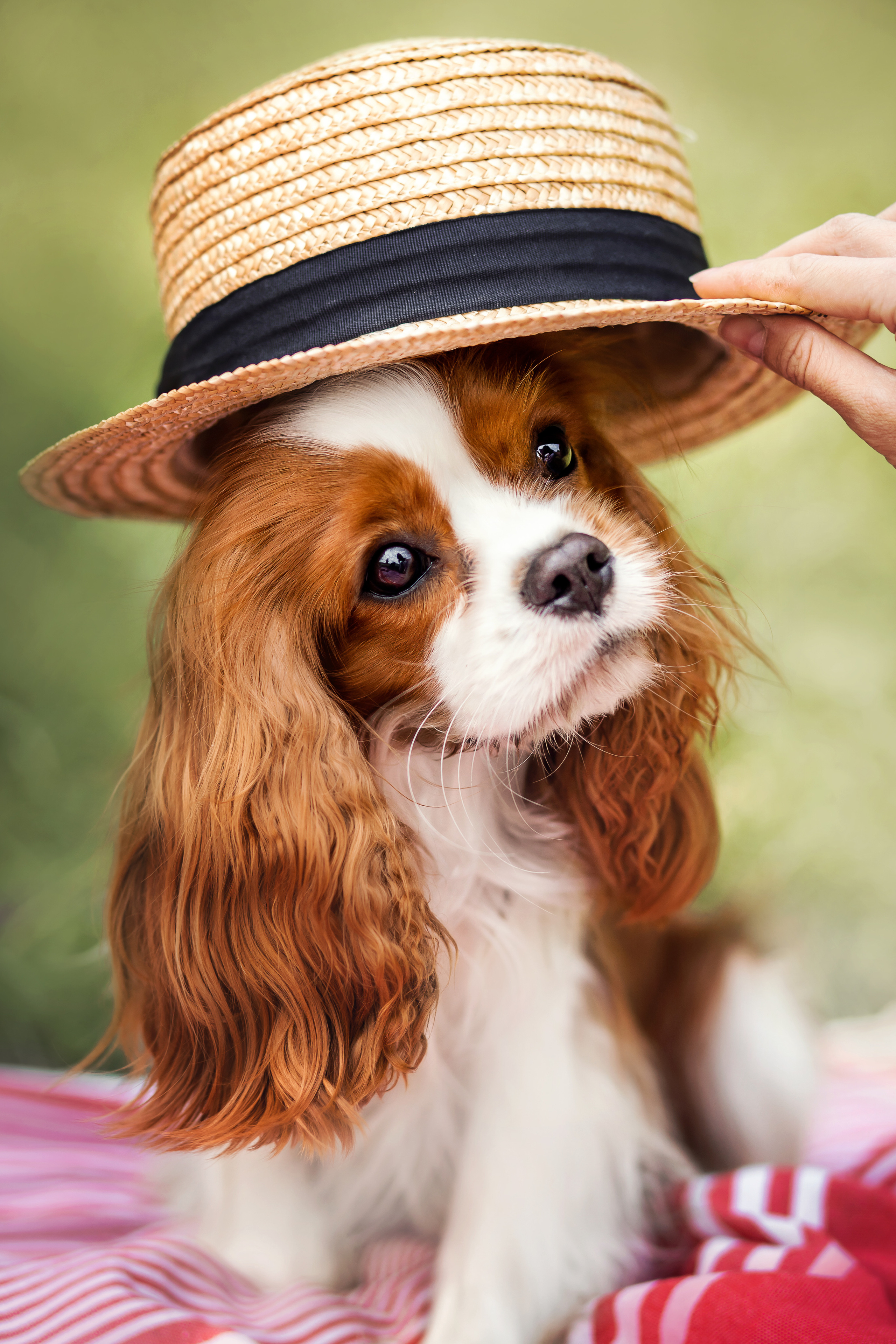 фотопикник с собакой