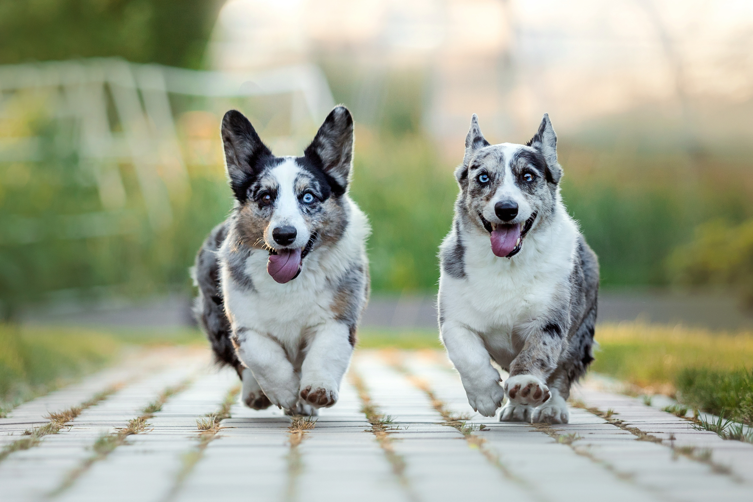 фотограф собак москва