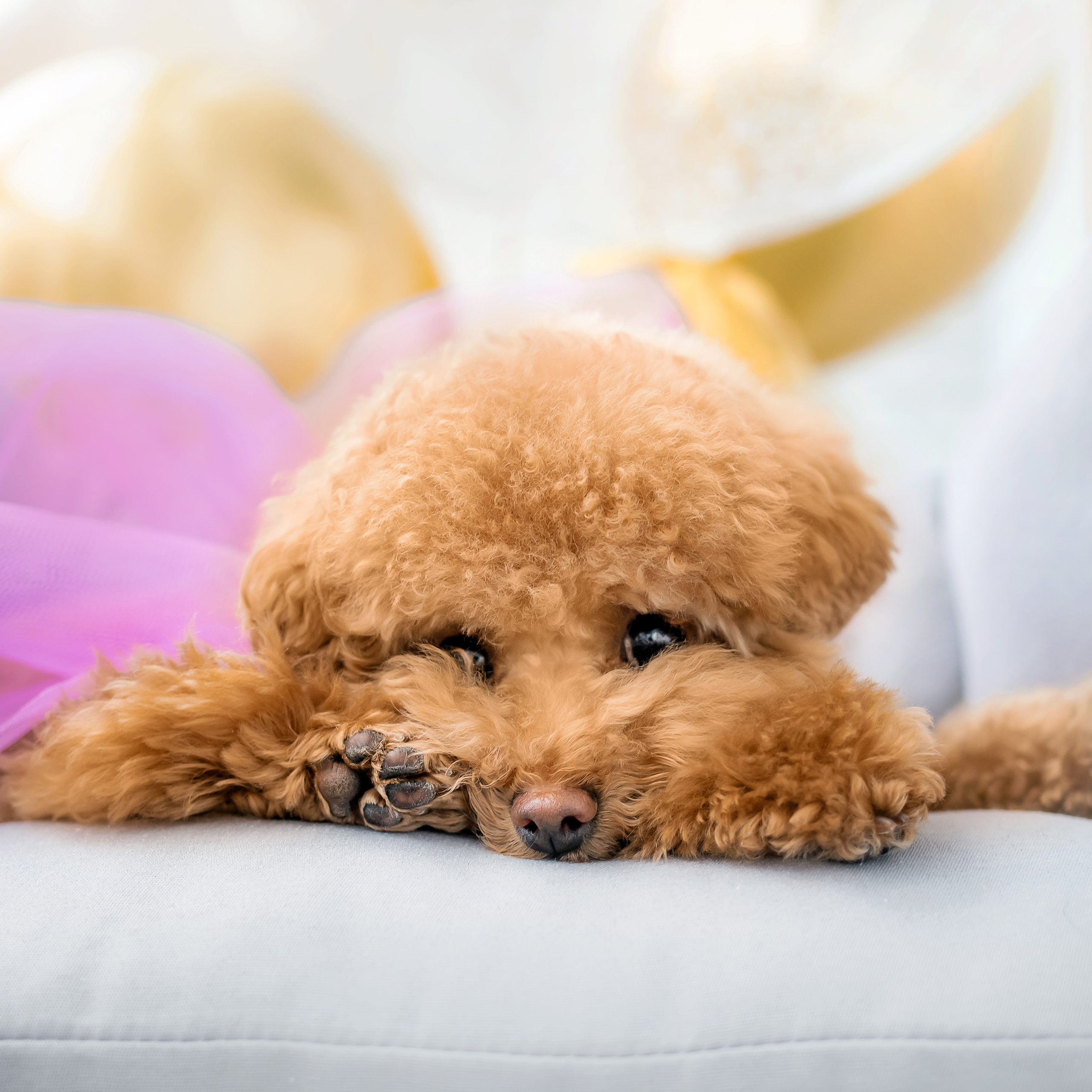 Фотосессия дня рождения собаки