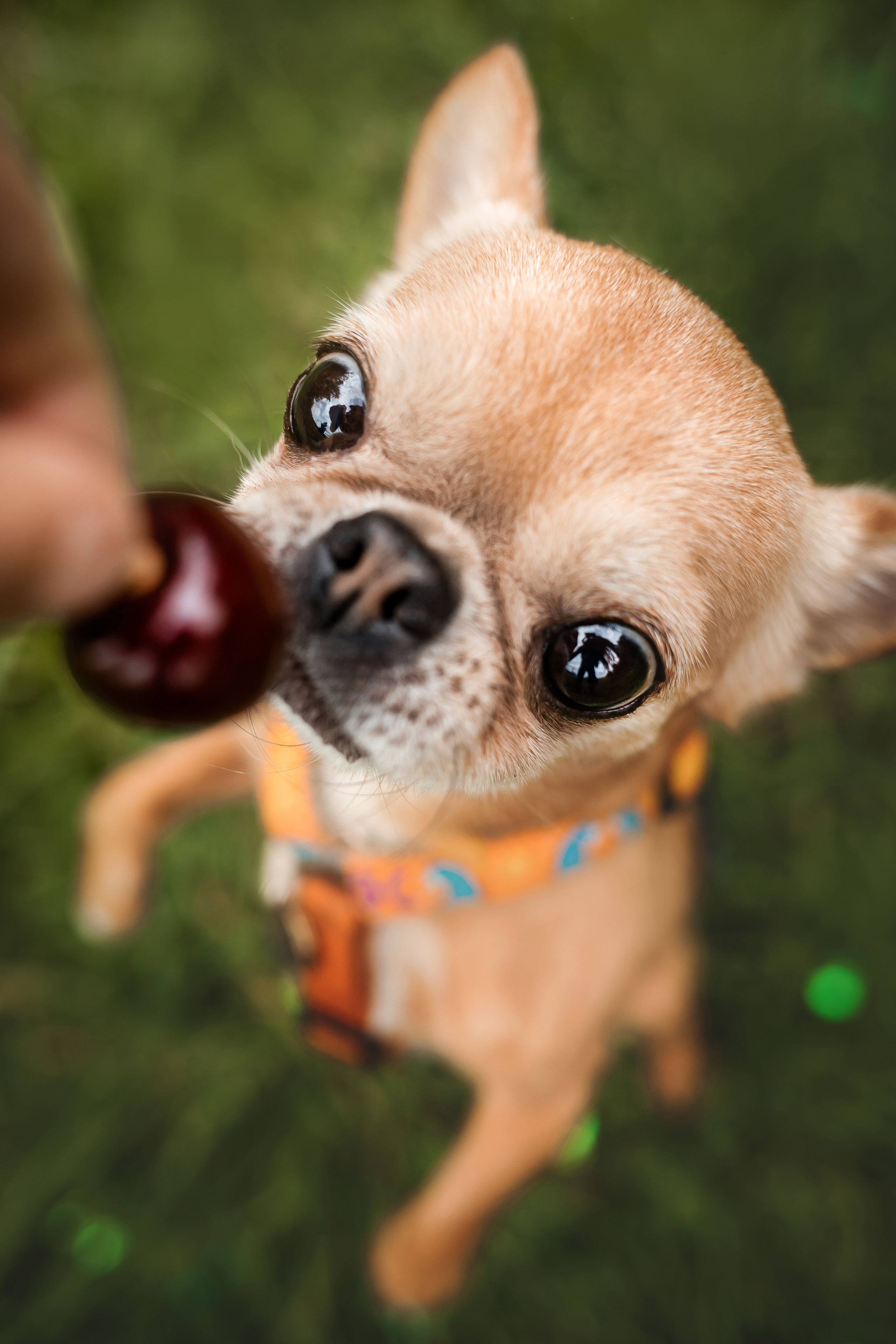 фотосессия с собакой чихуахуа