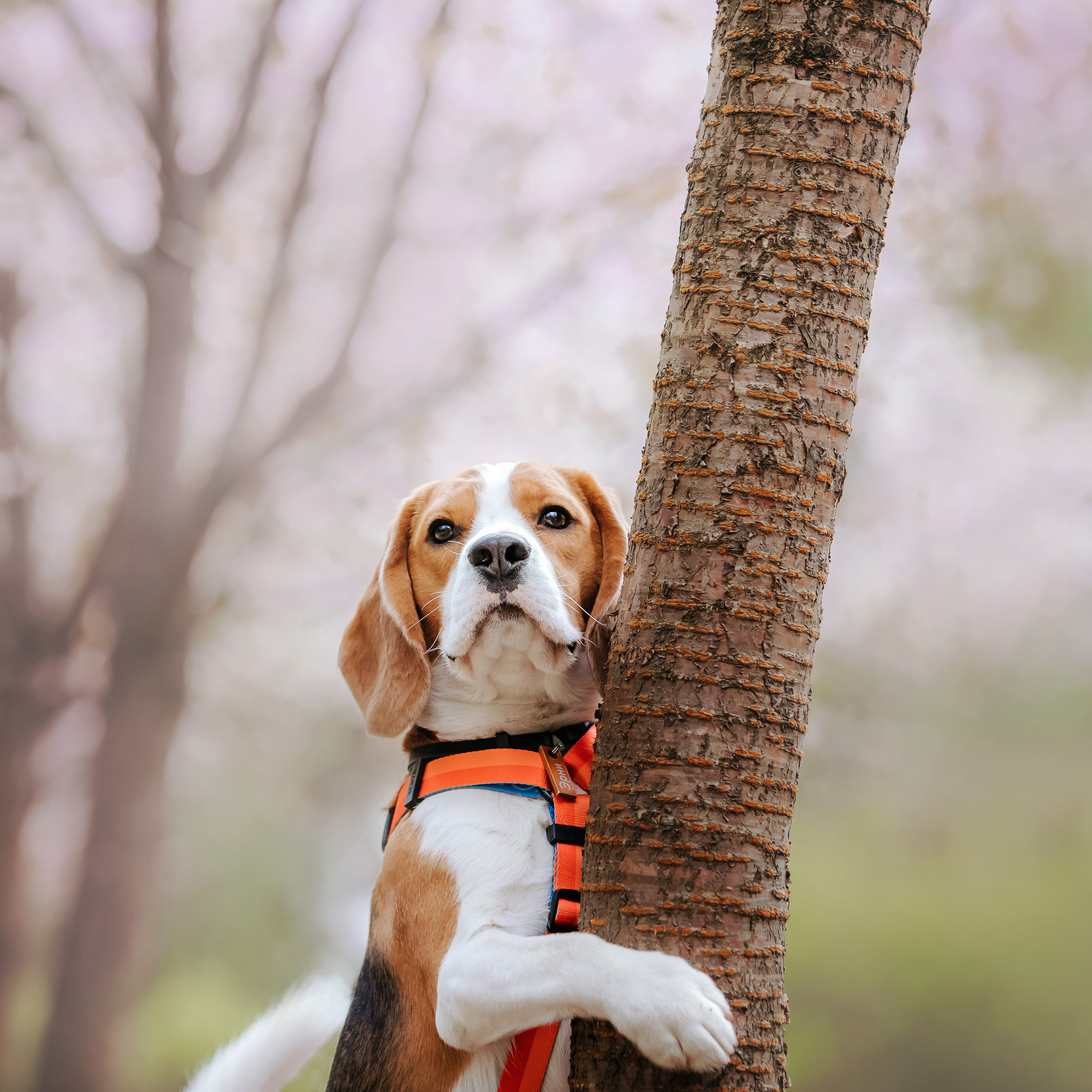 Весенняя фотосессия с собакой в цветущей сакуре 