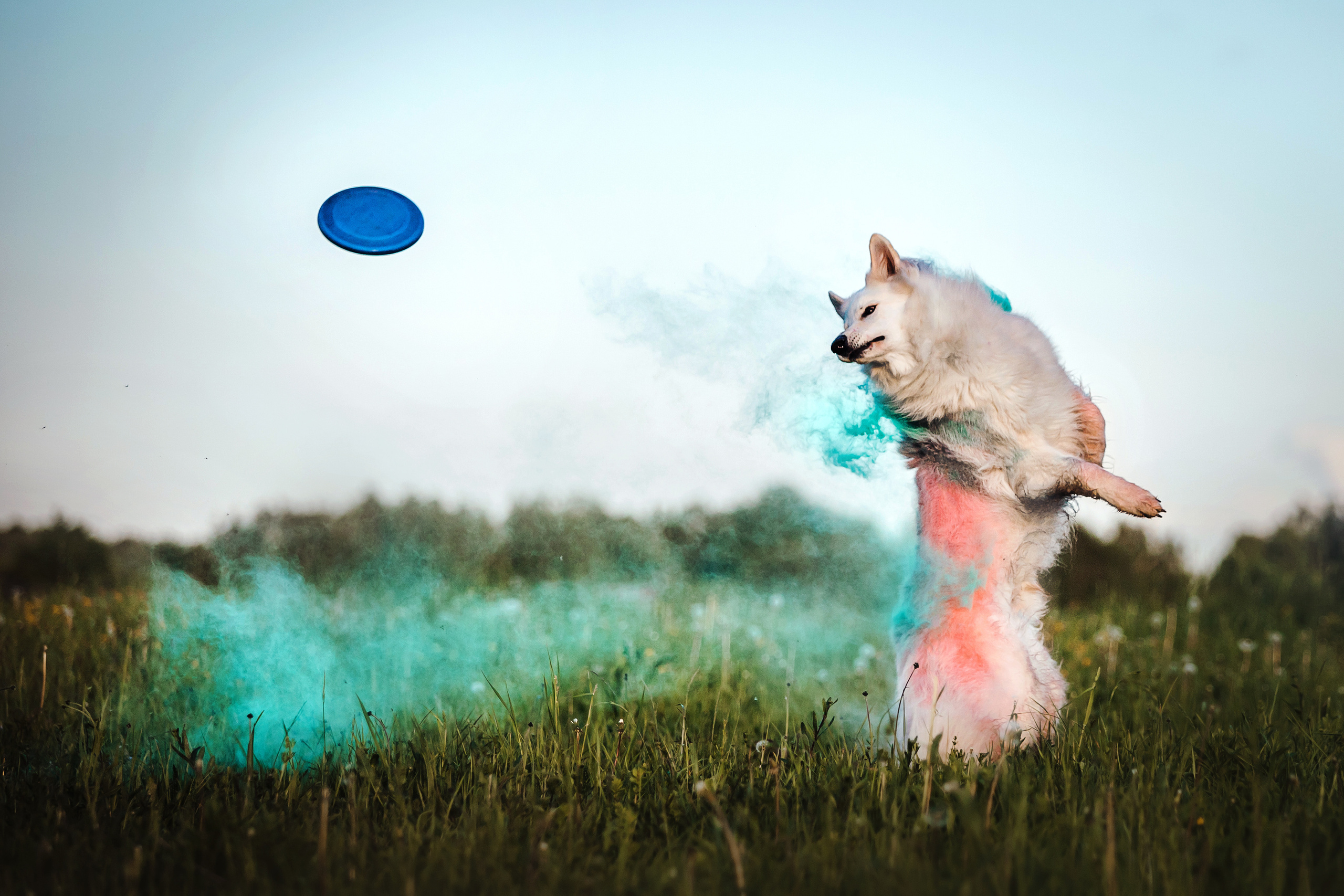 фотосессия с красками холи