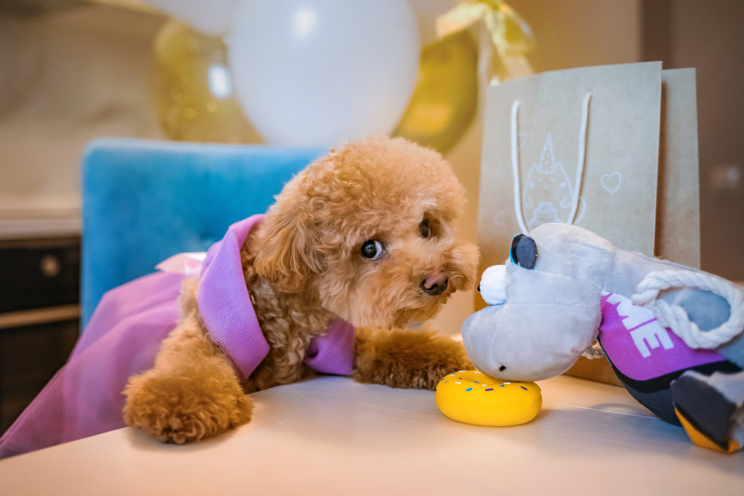 Фотосессия дня рождения собаки