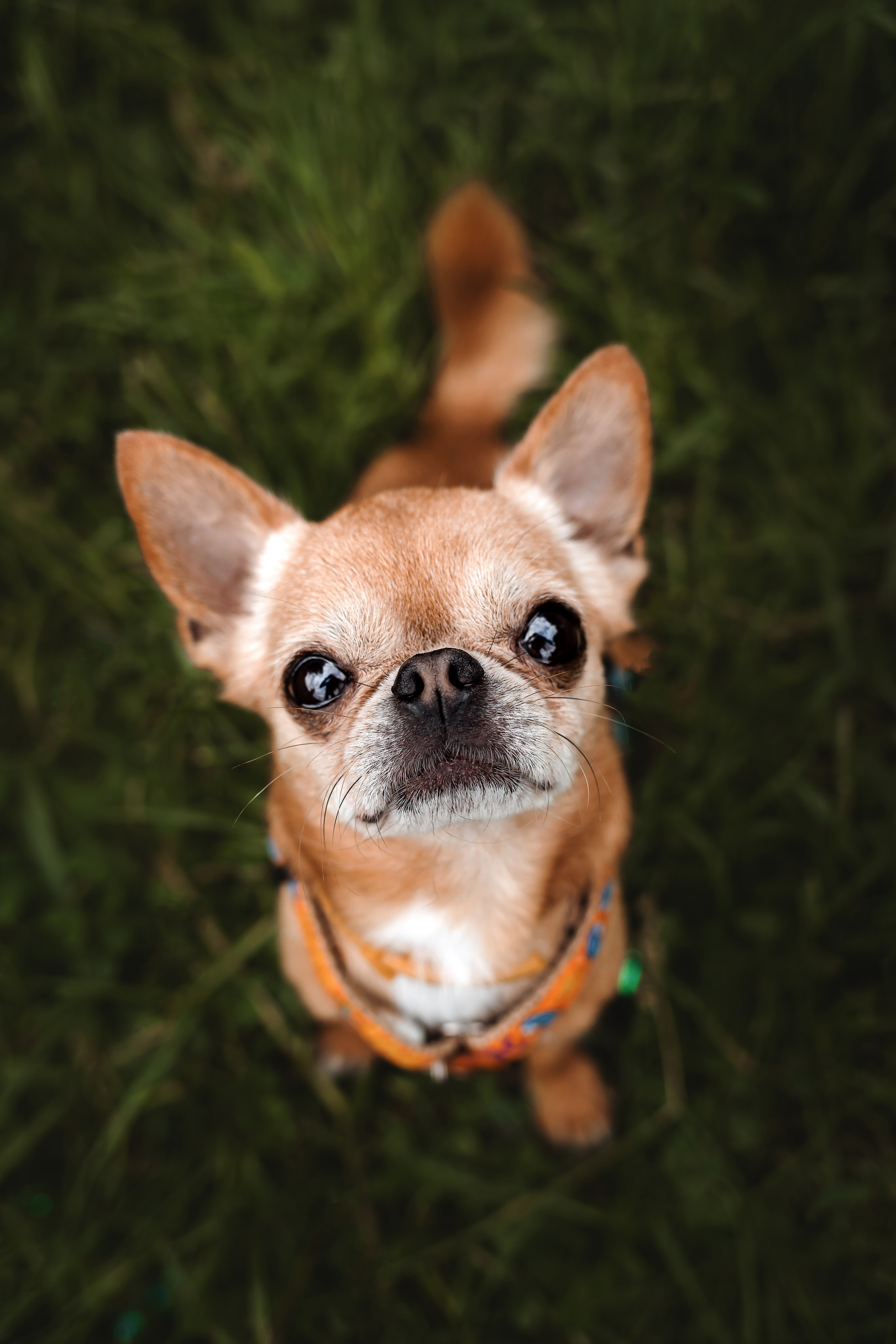 фотосессия с собакой чихуахуа