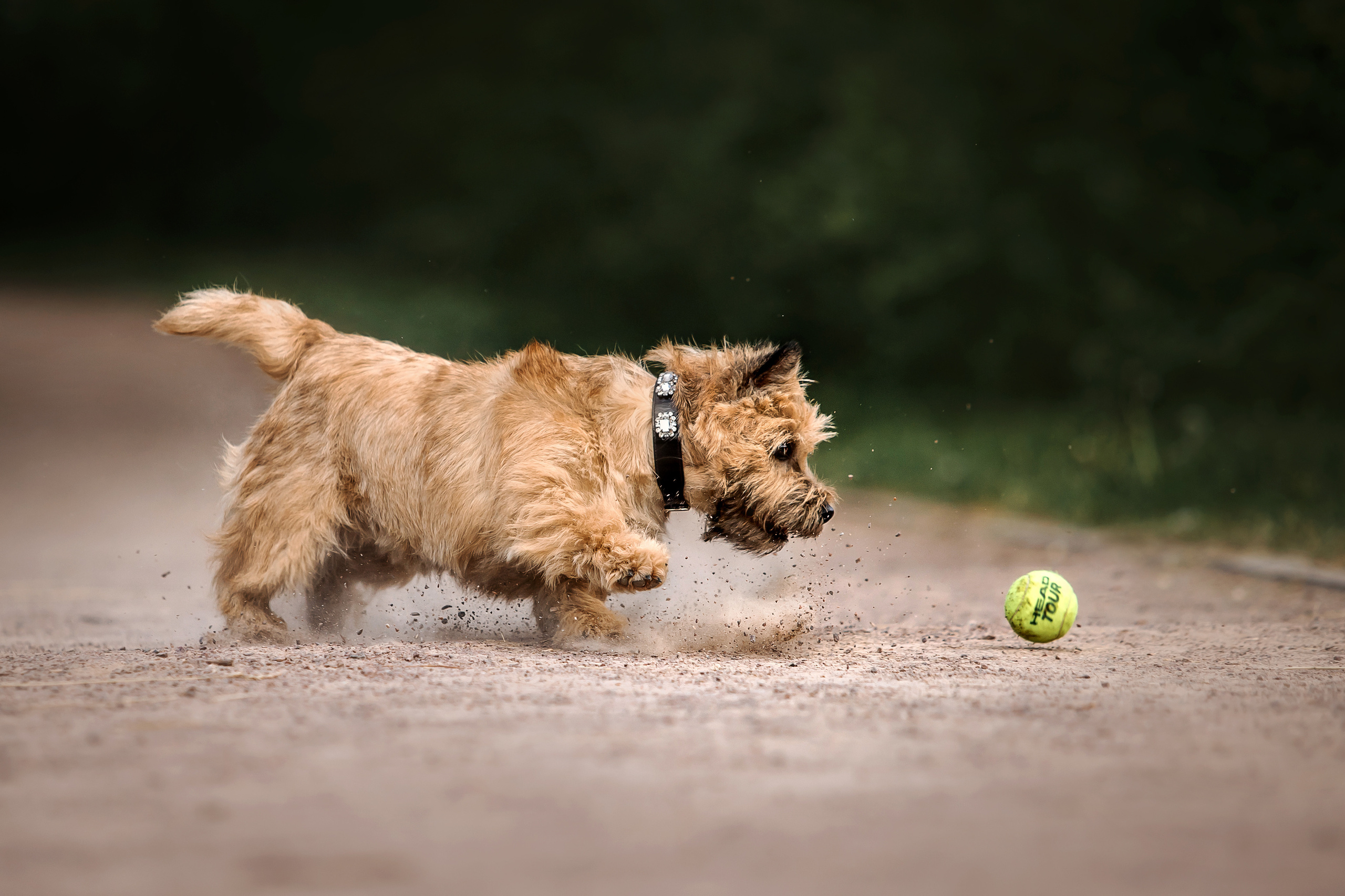 фотосессия керн-терьера