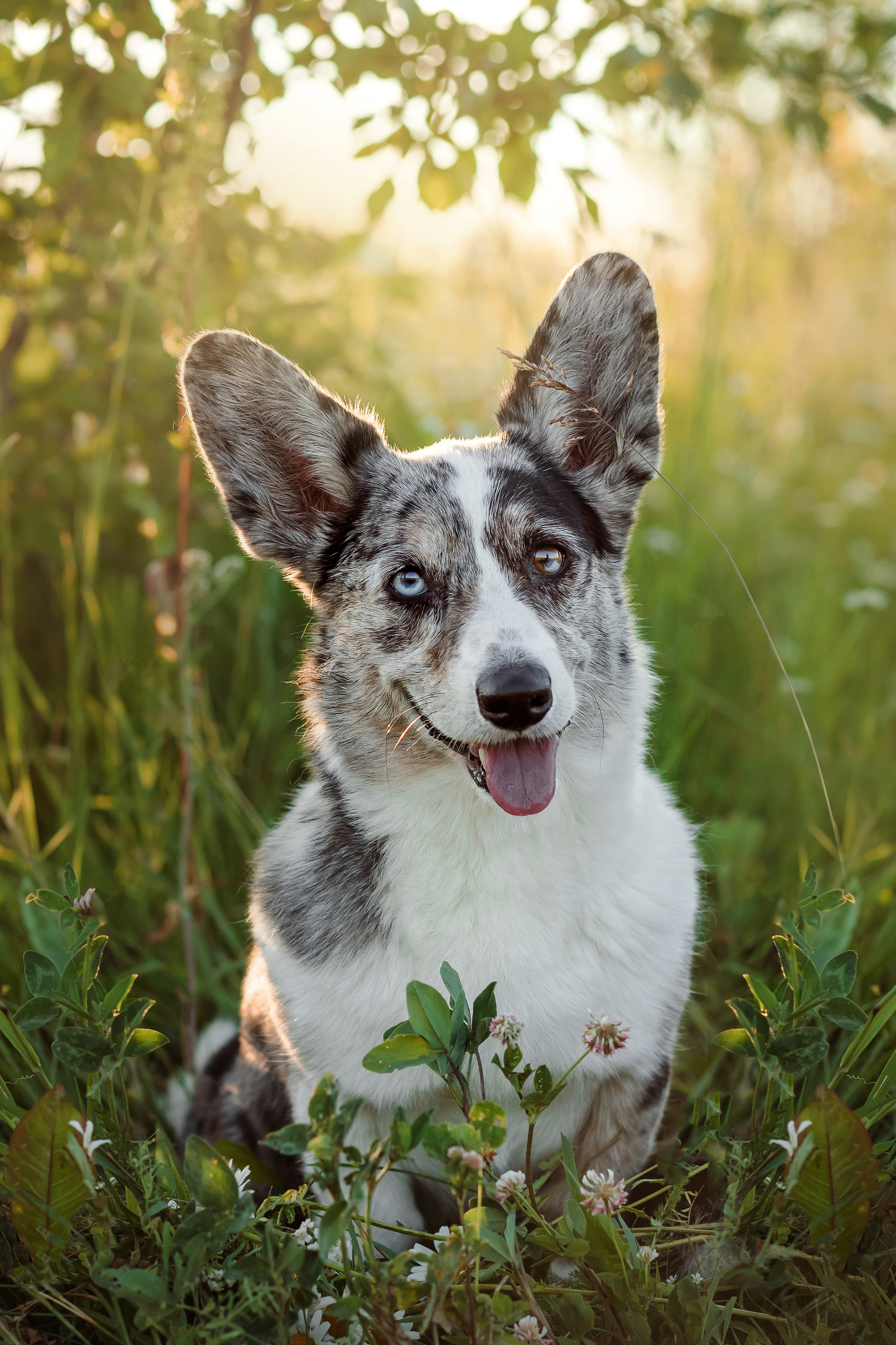 фотосессия собаки