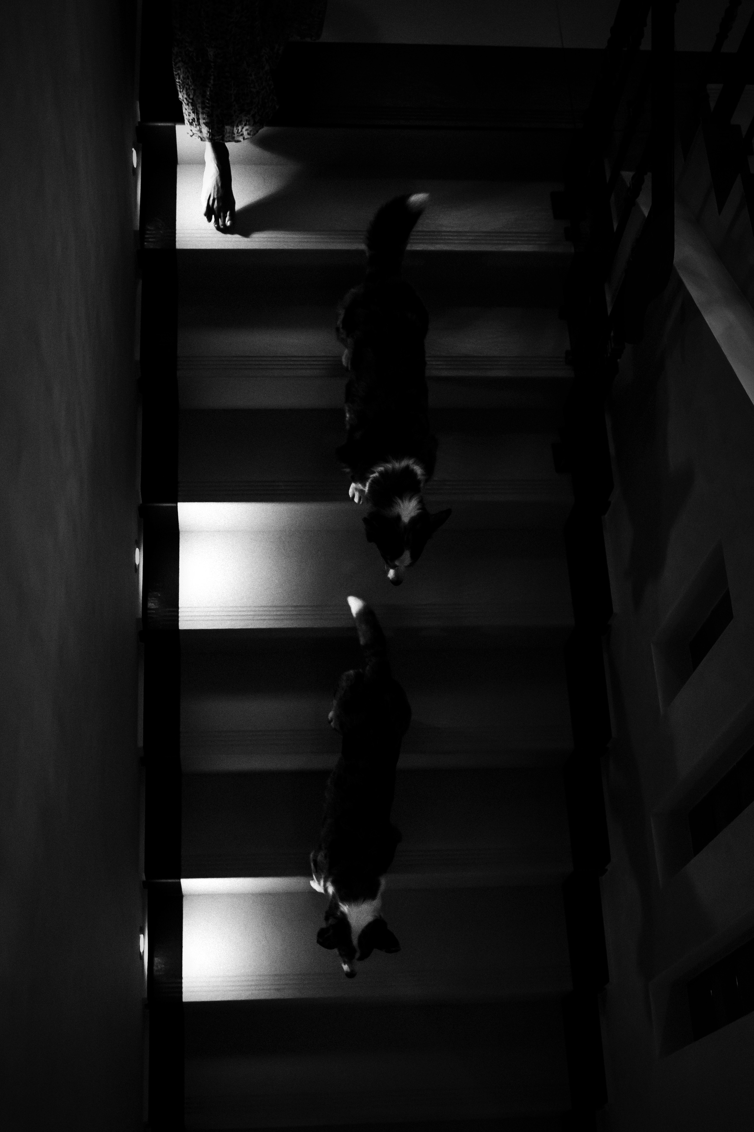 домашняя фотосессия с собакой