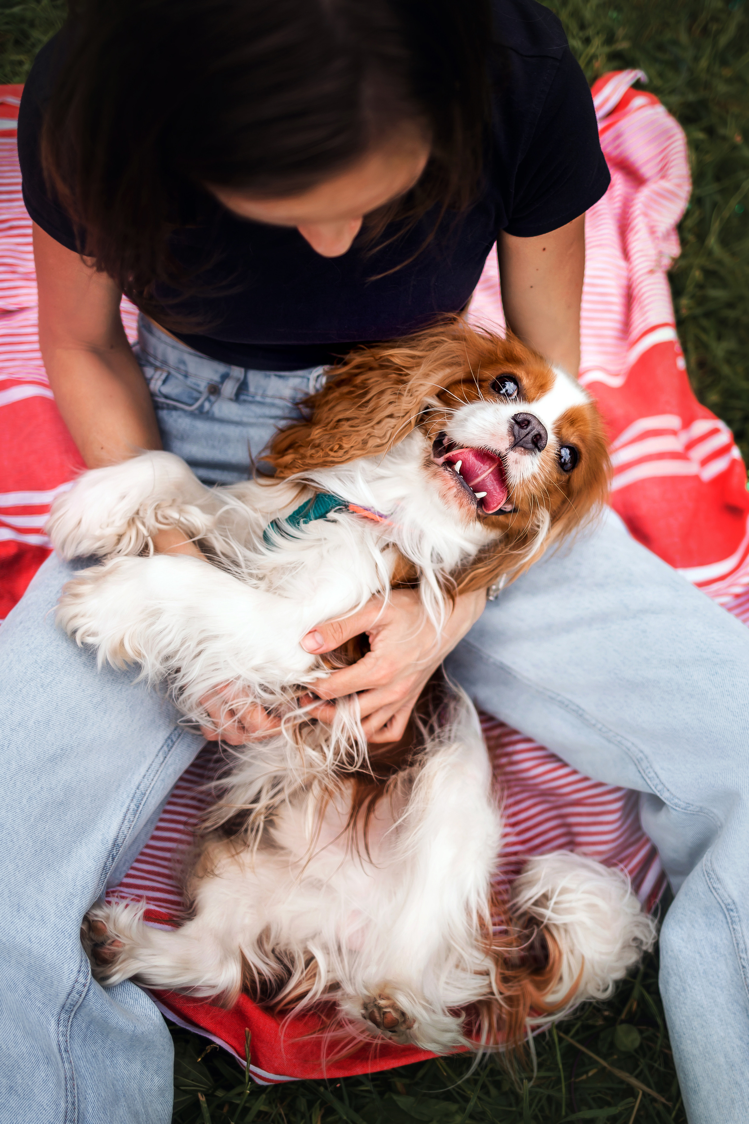 фотосессия с собакой