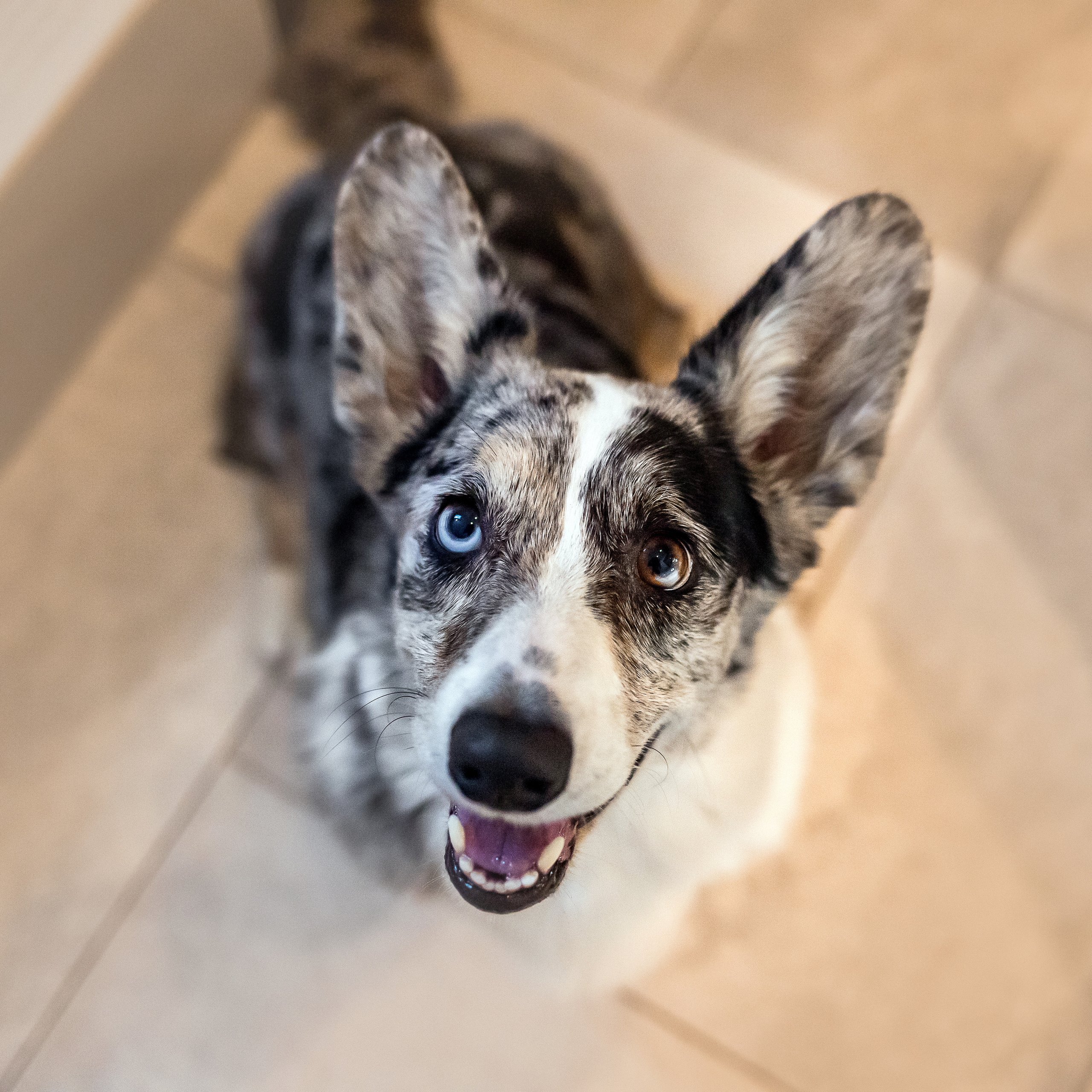 домашняя фотосессия с собакой