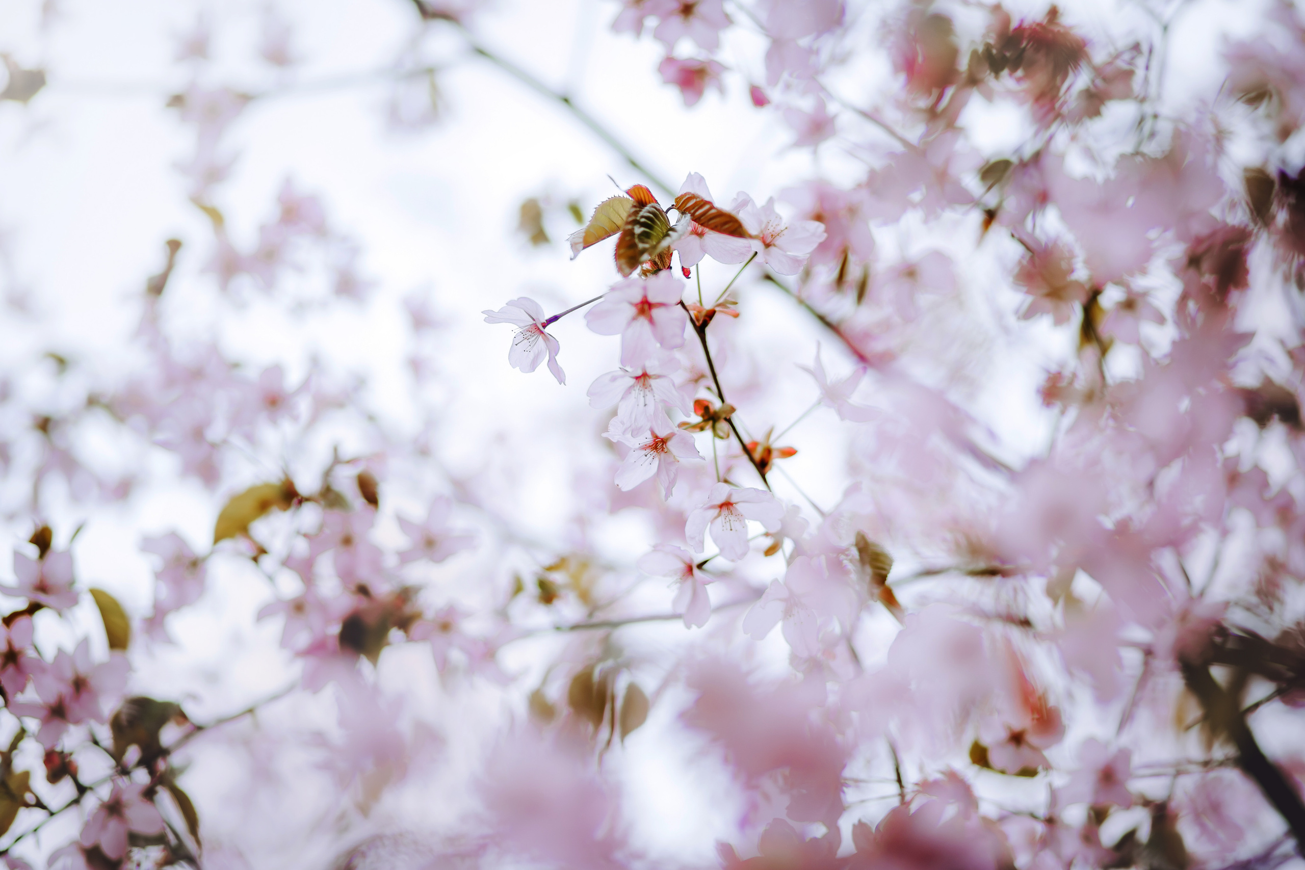 Фотопрогулка в бирюлевском дендропарке 