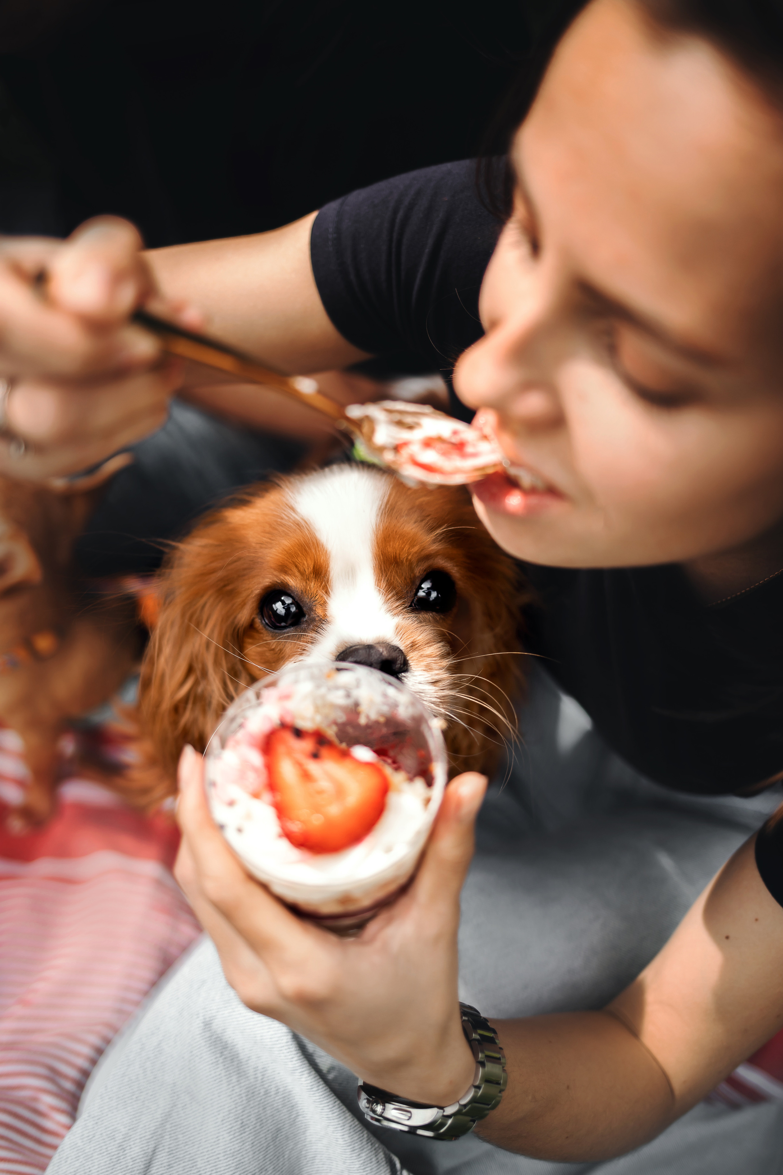 фотопикник с собакой