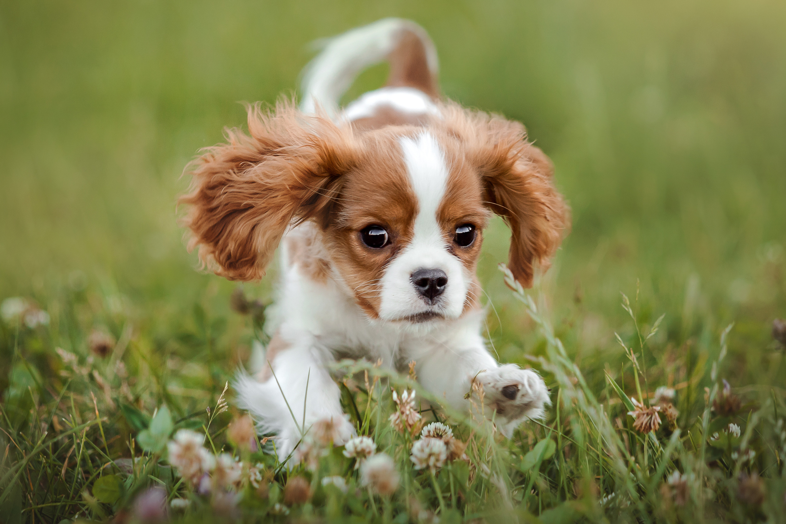 фотосессия с собакой в бутово 