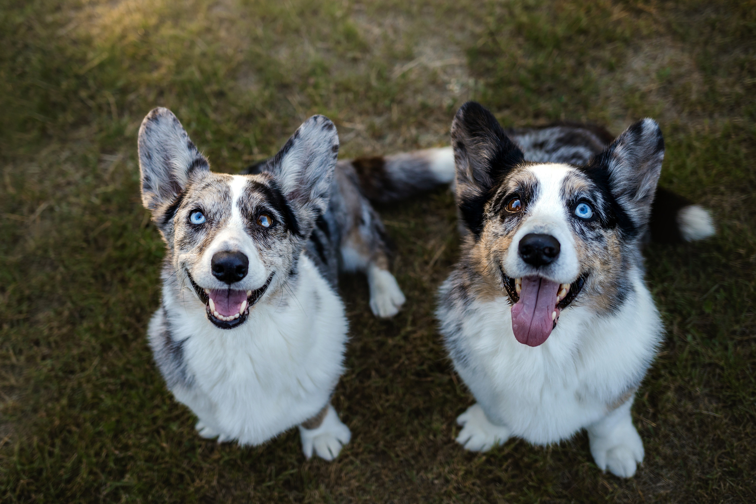 фотограф собак москва