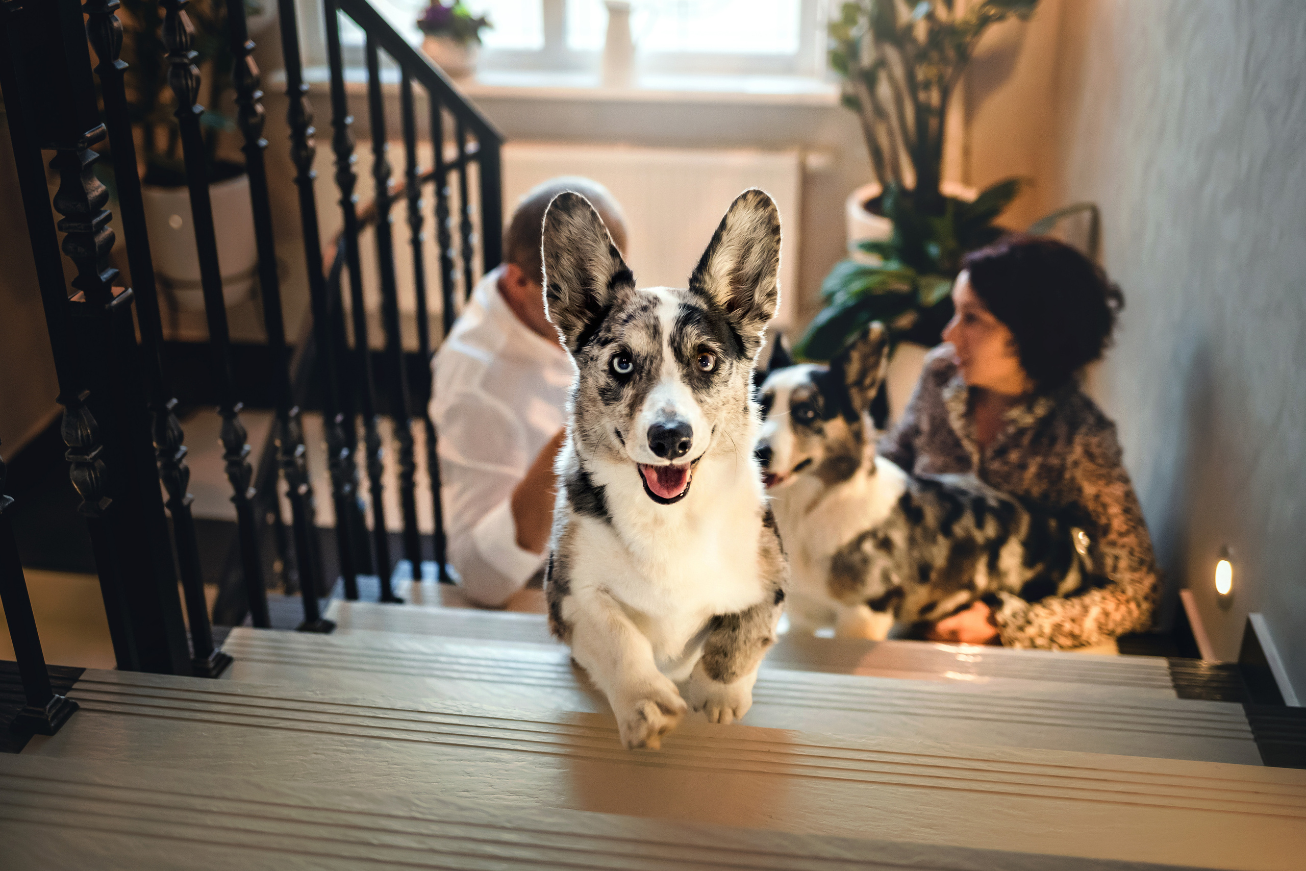 домашняя фотосессия с собакой