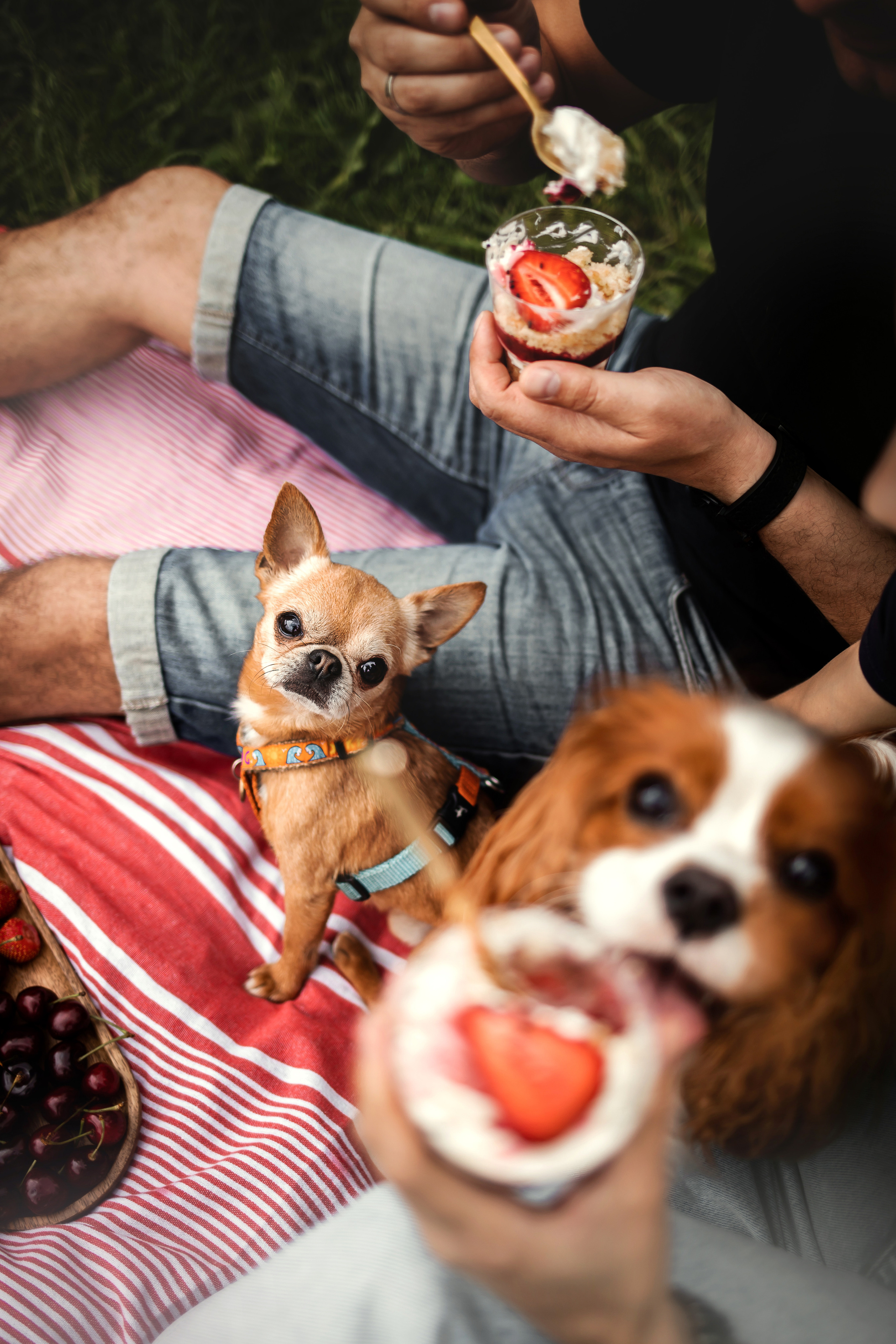 фотопикник с собакой