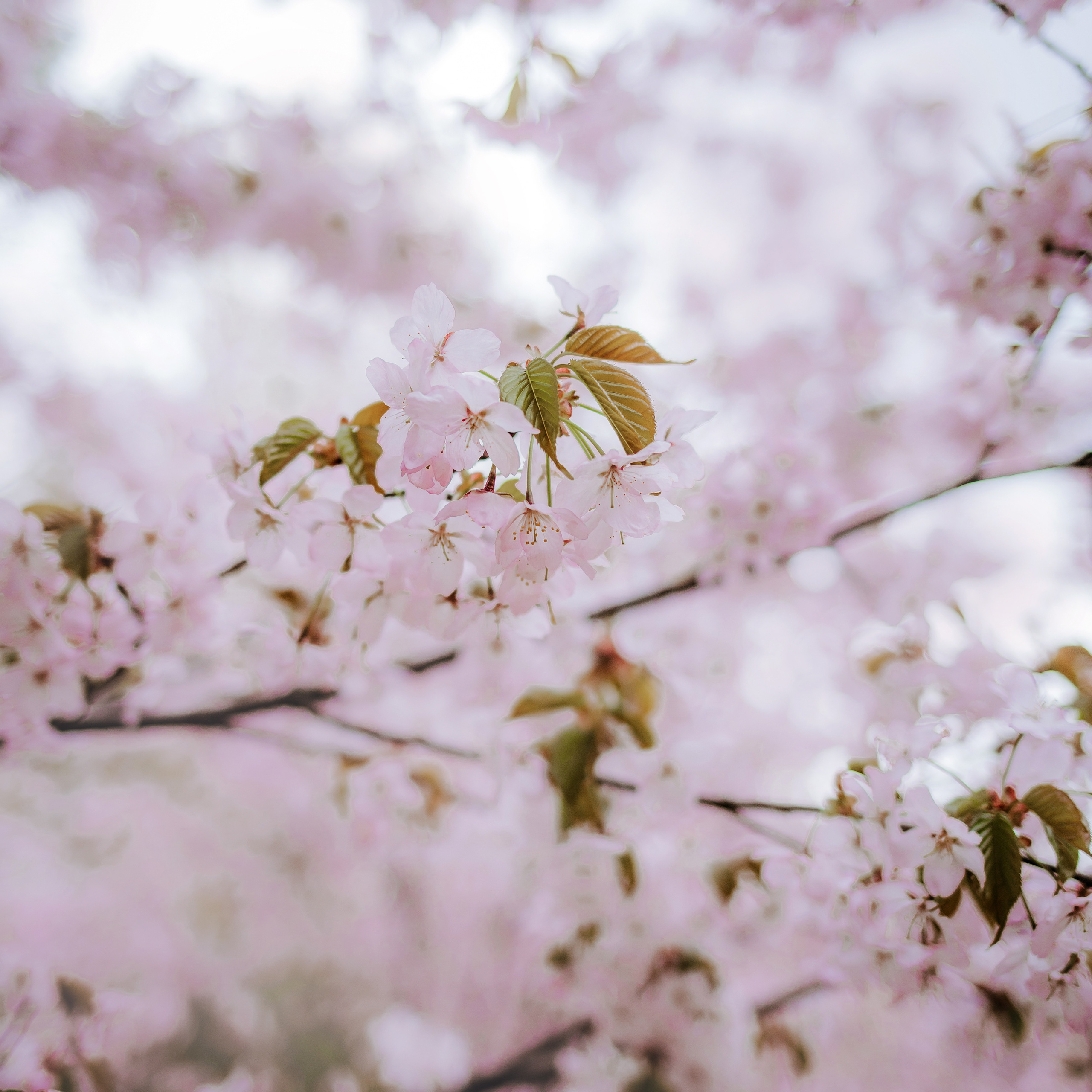 Весенняя фотосессия в цветущей сакуре 