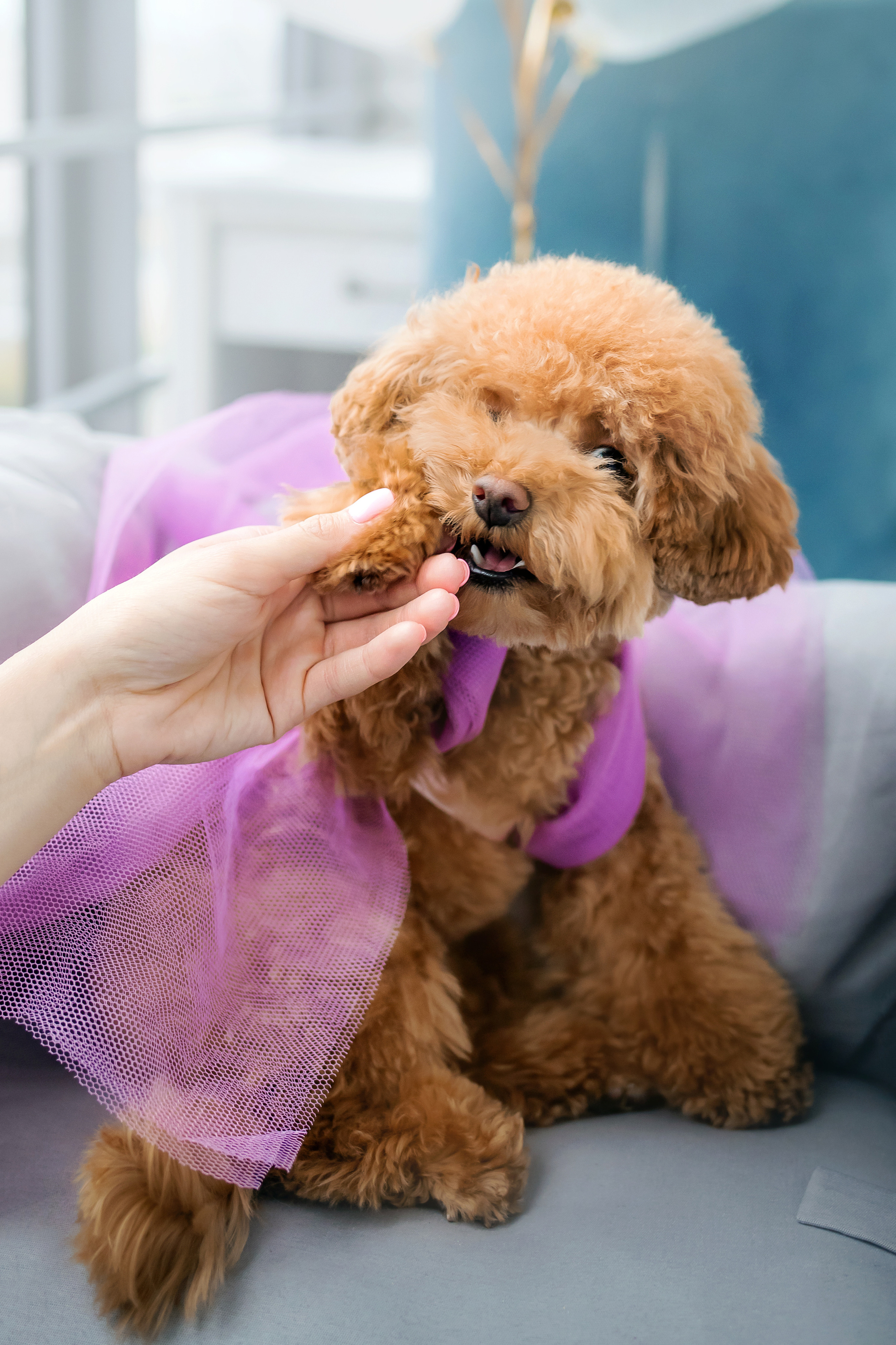 Фотосессия дня рождения собаки