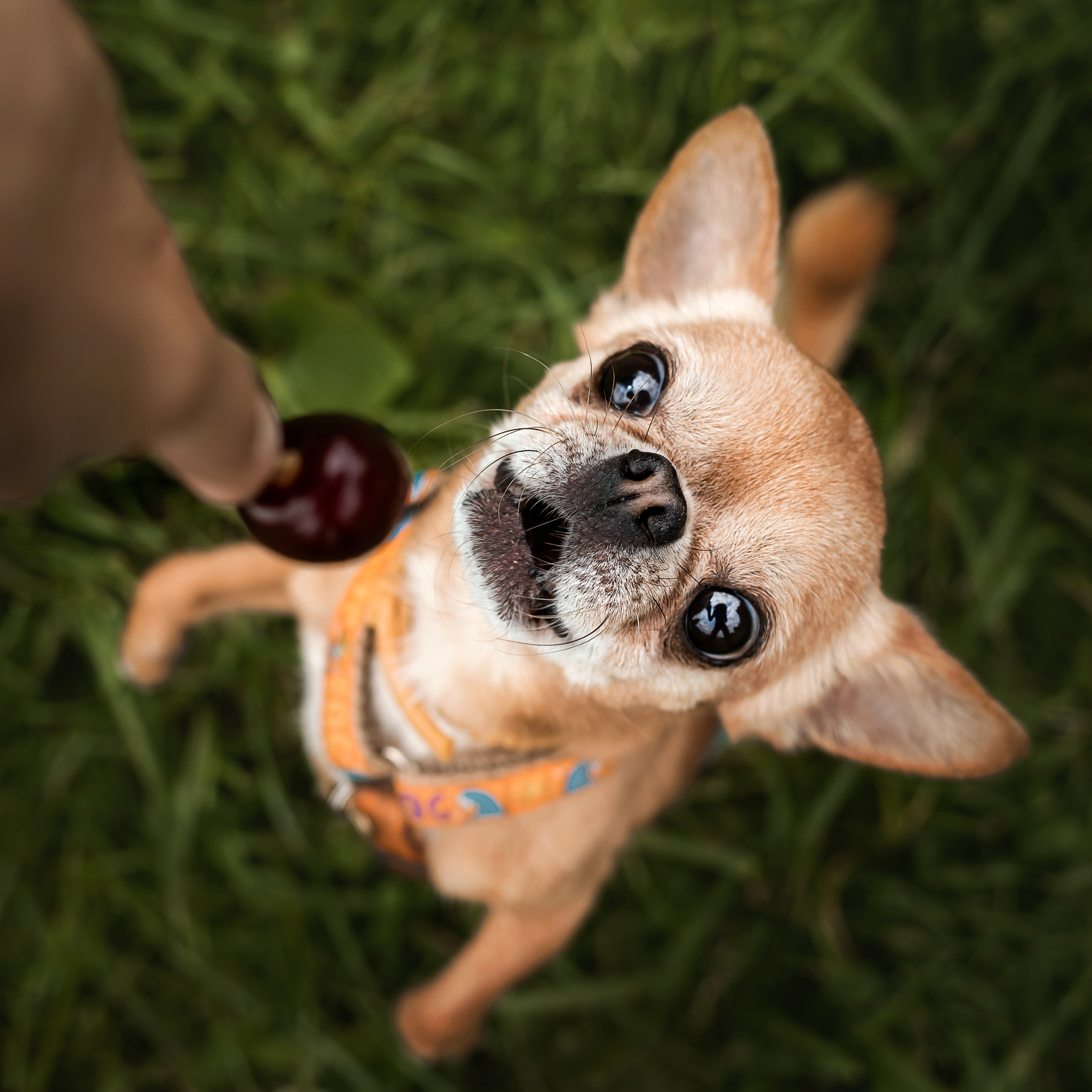 фотосессия с собакой чихуахуа