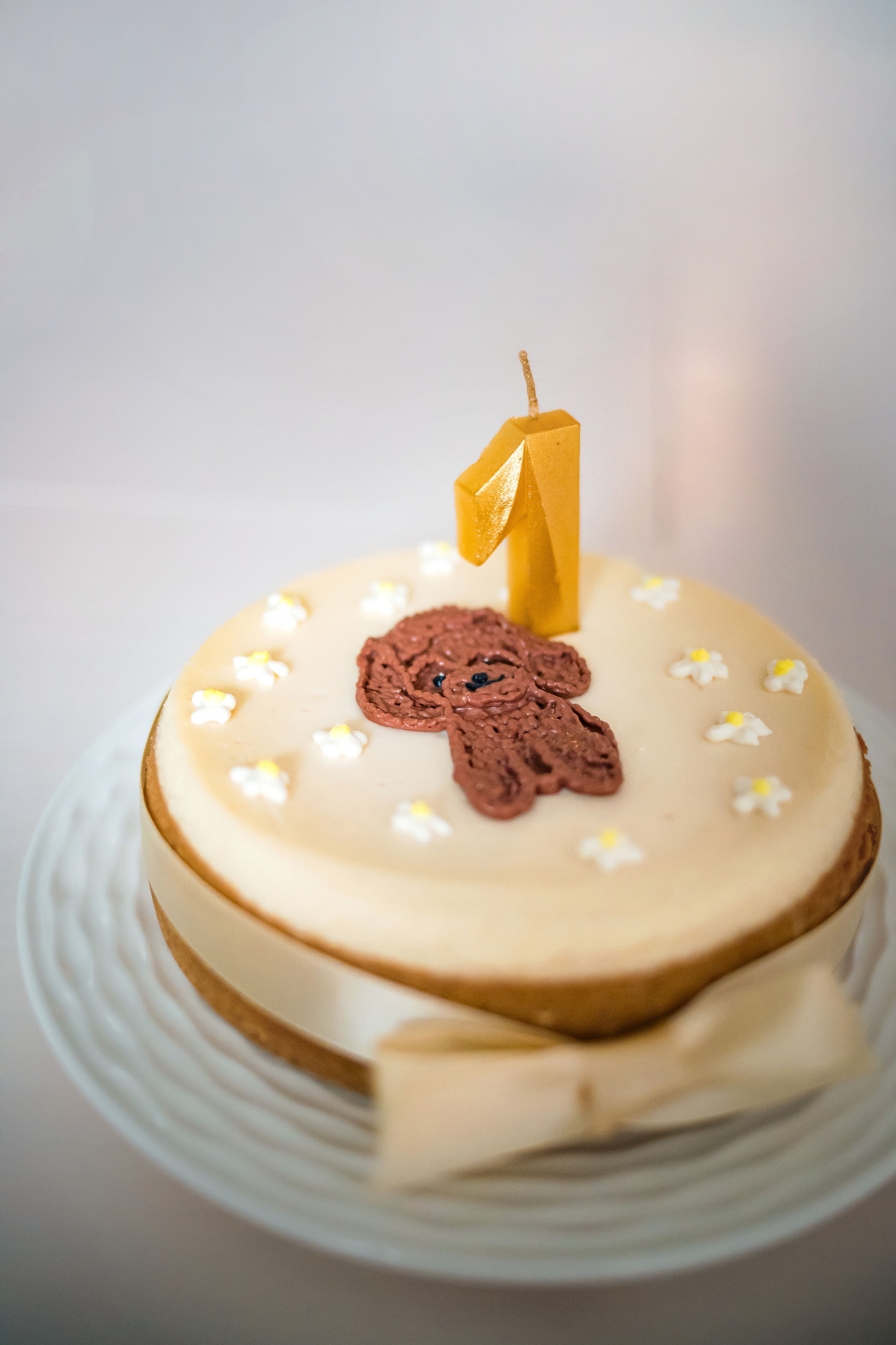 Фотосессия дня рождения собаки