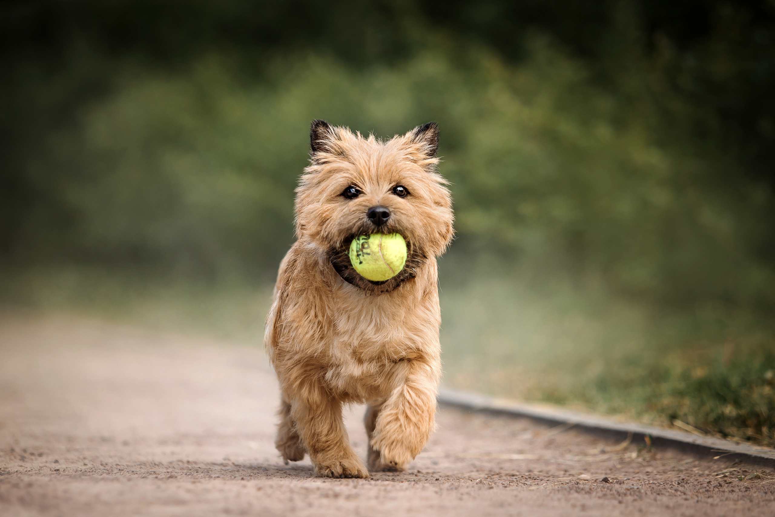 фотосессия керн-терьера