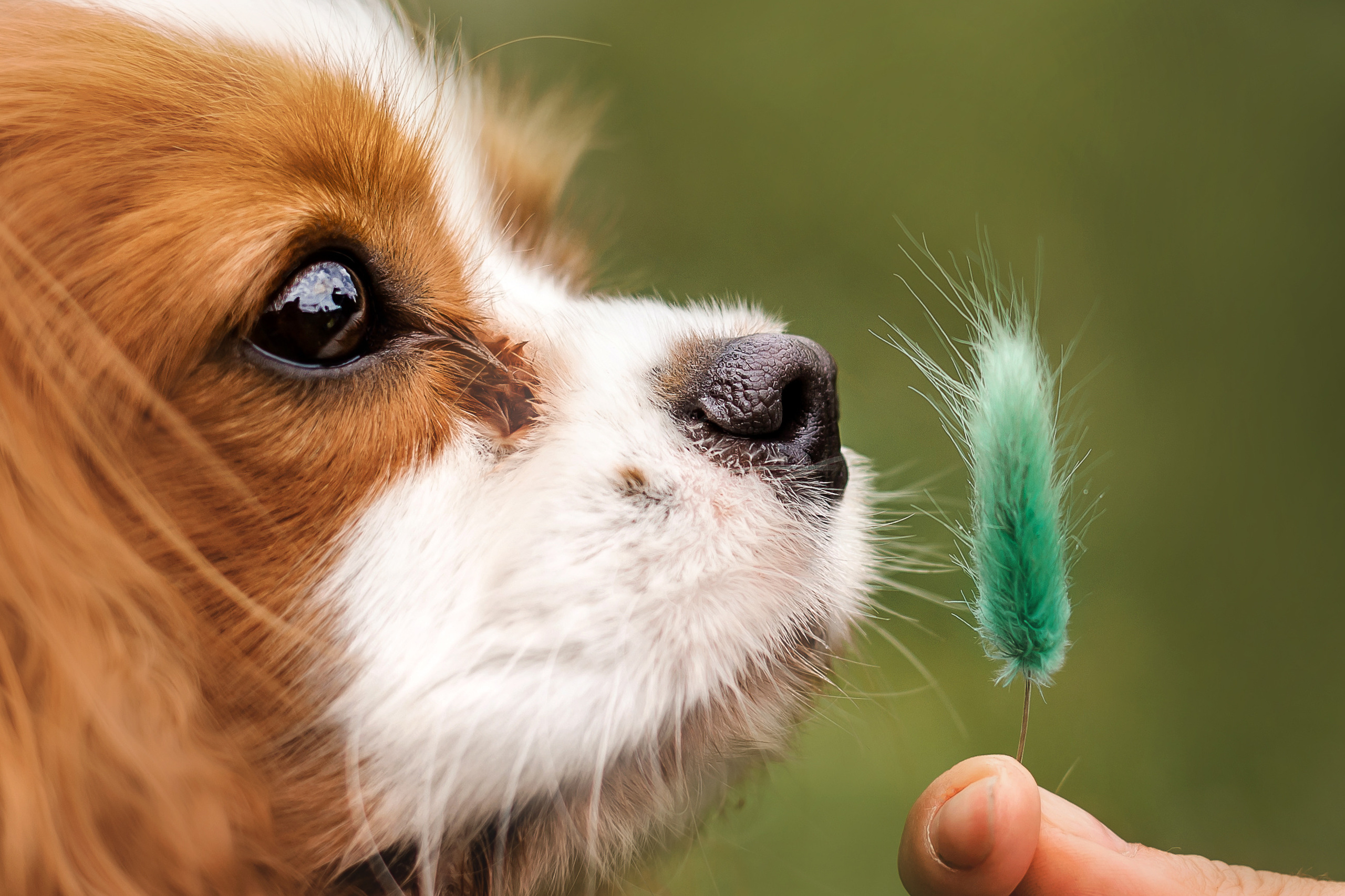 фотосессия с собакой