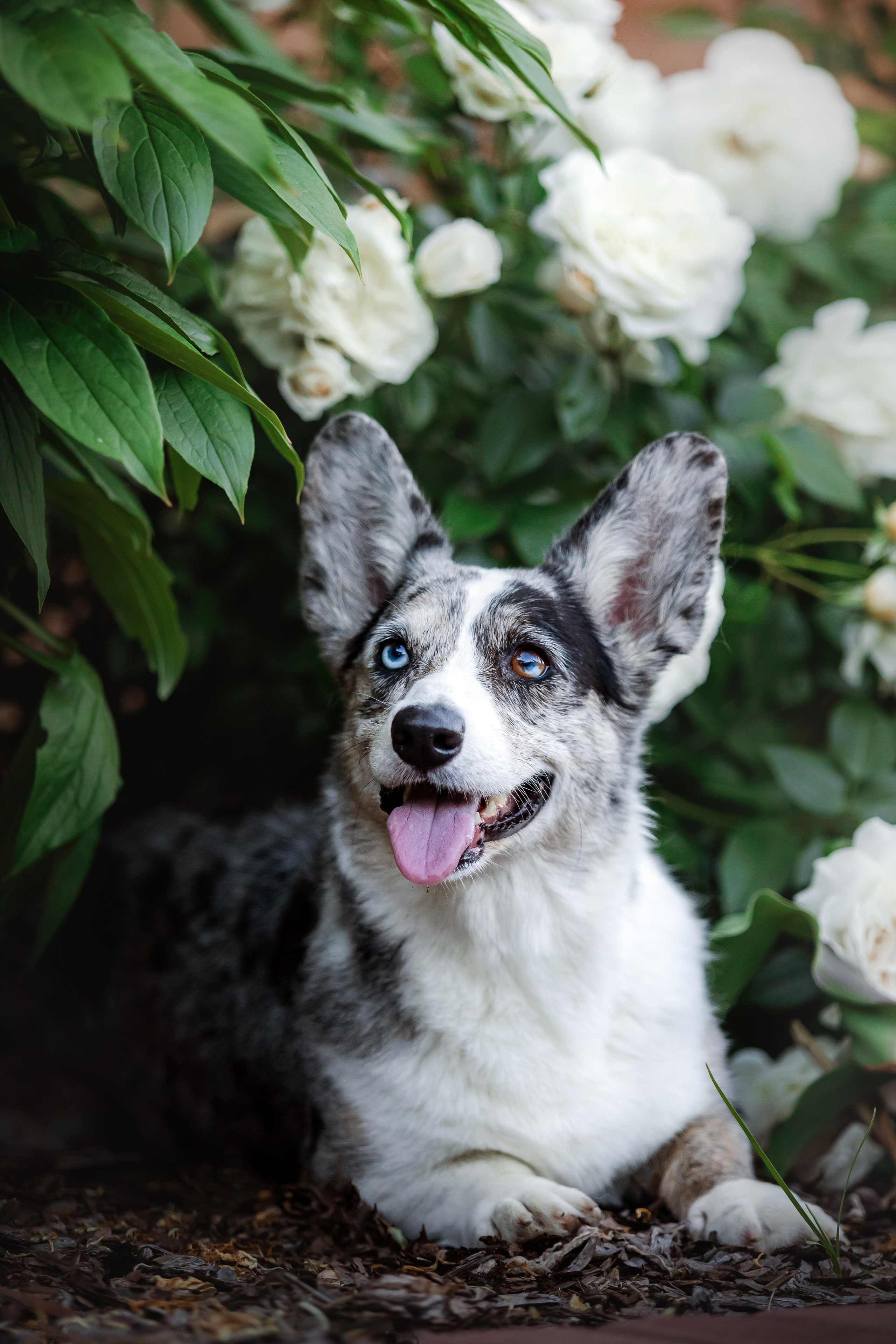 фотограф собак москва