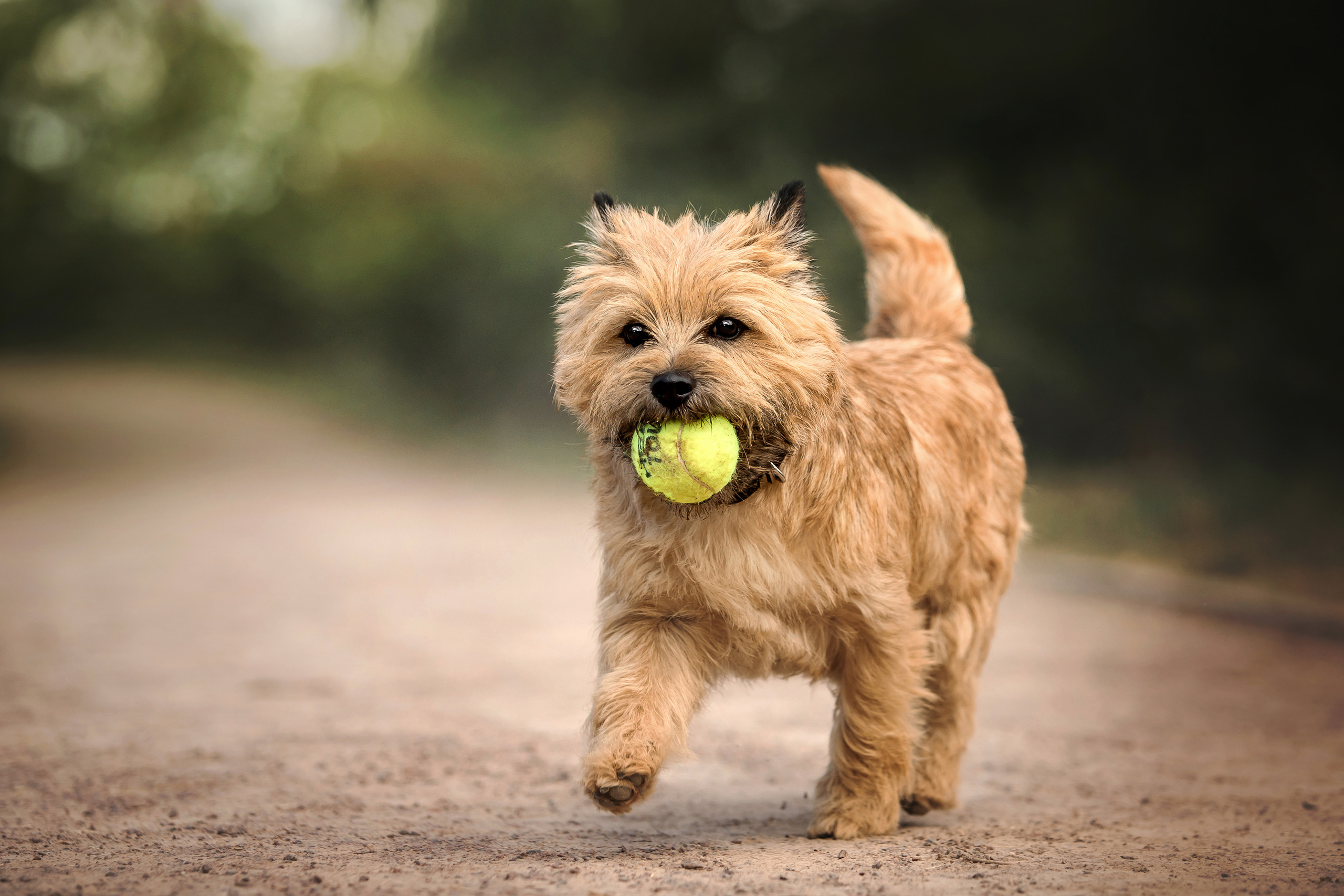 фотосессия керн-терьера