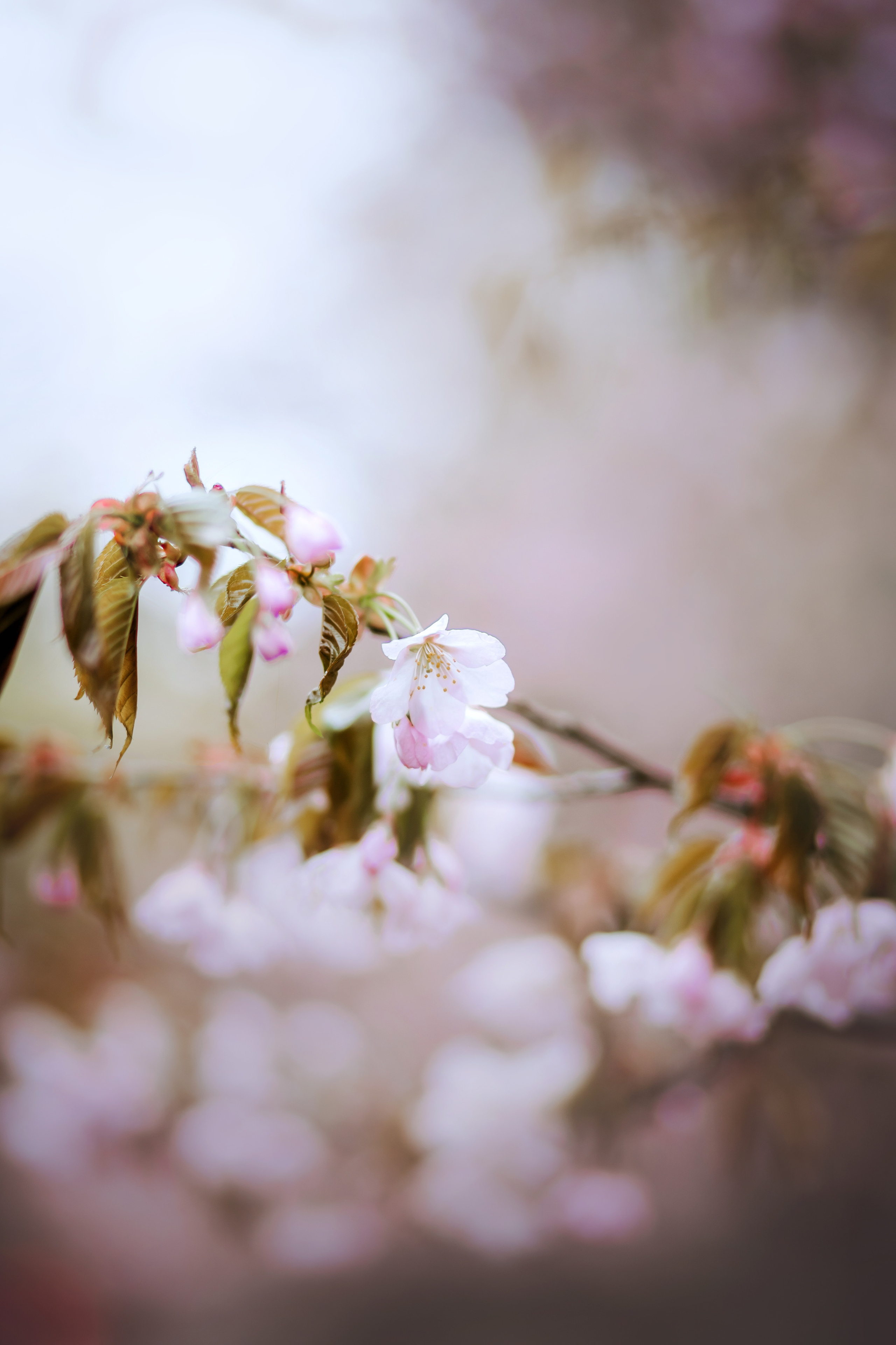 Фотосессия в бирюлевском дендропарке 