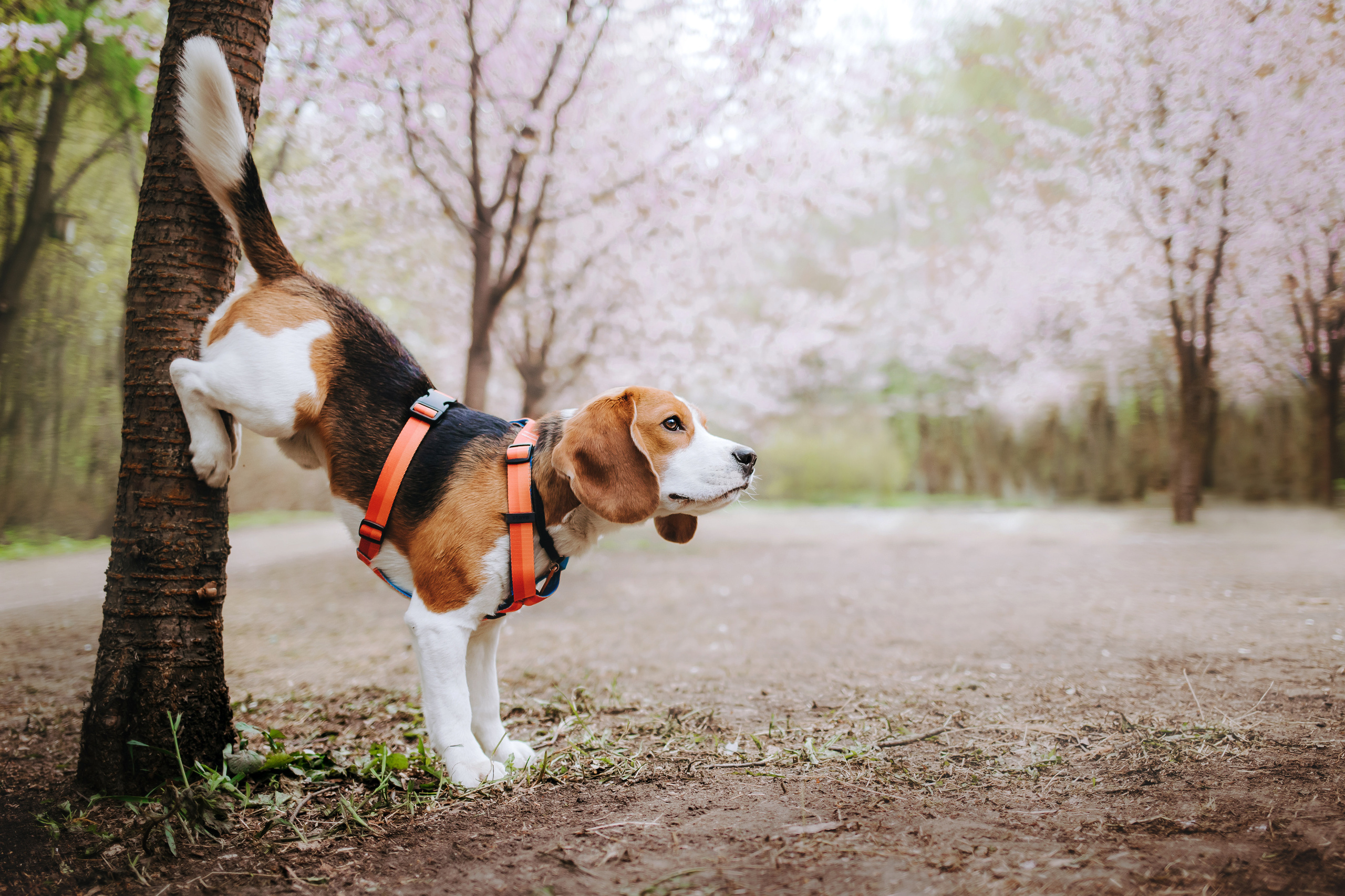 Весенняя фотосессия с собакой в цветущей сакуре 