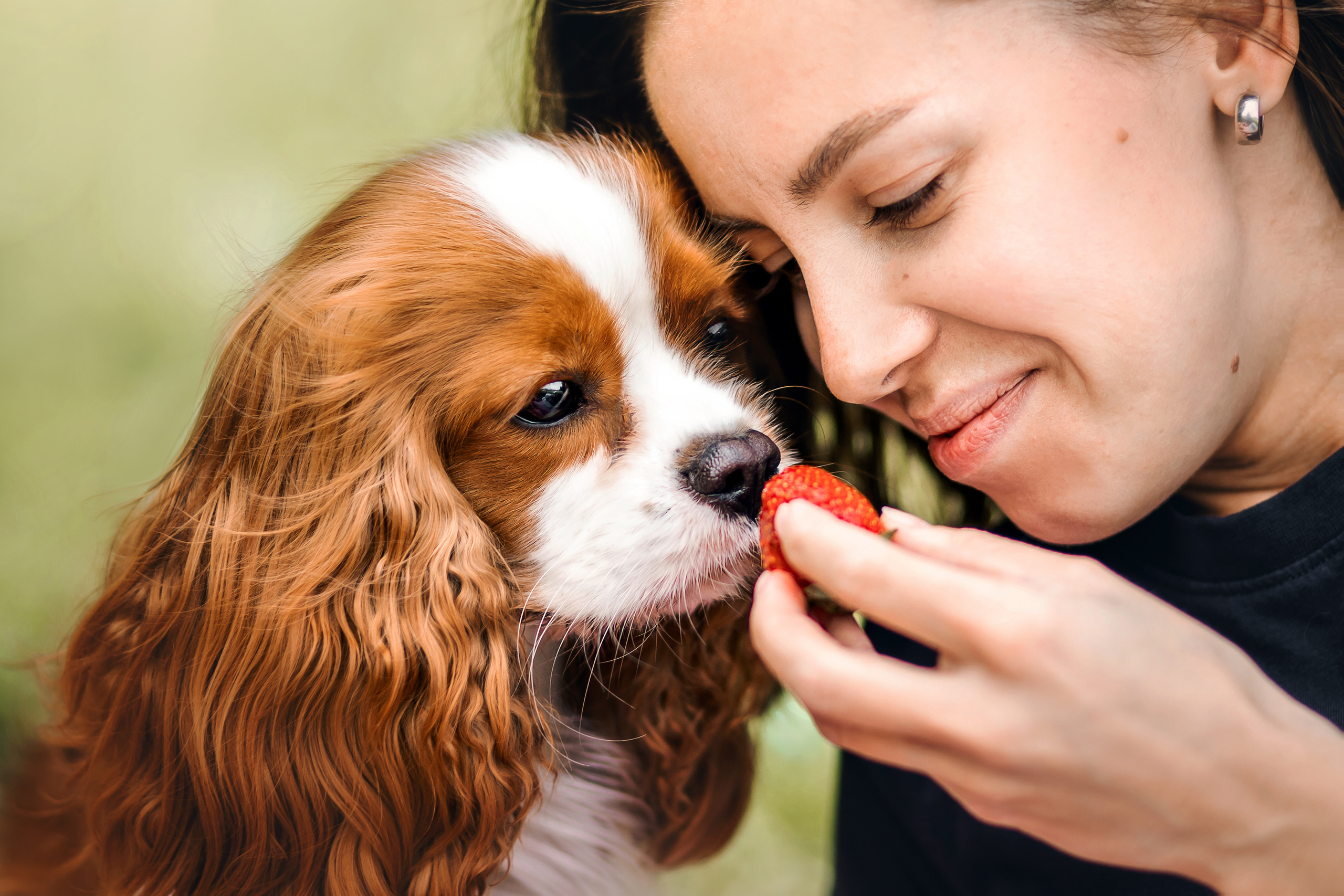 фотопикник с собакой