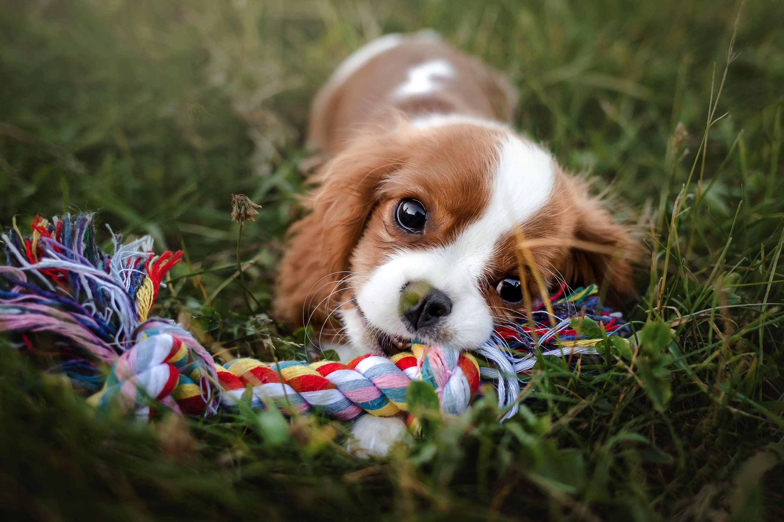 фотосессия спаниеля