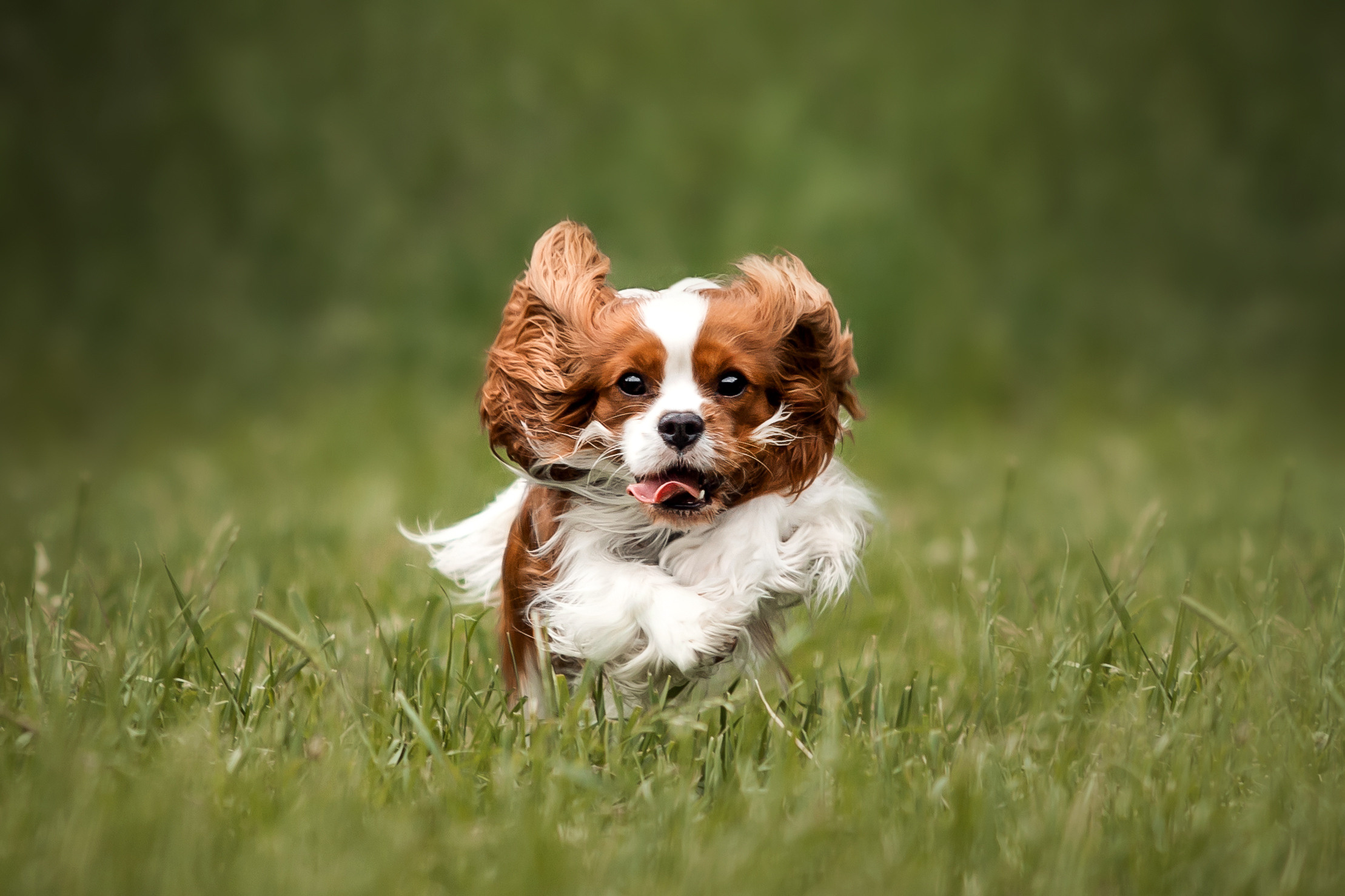 спаниель на природе