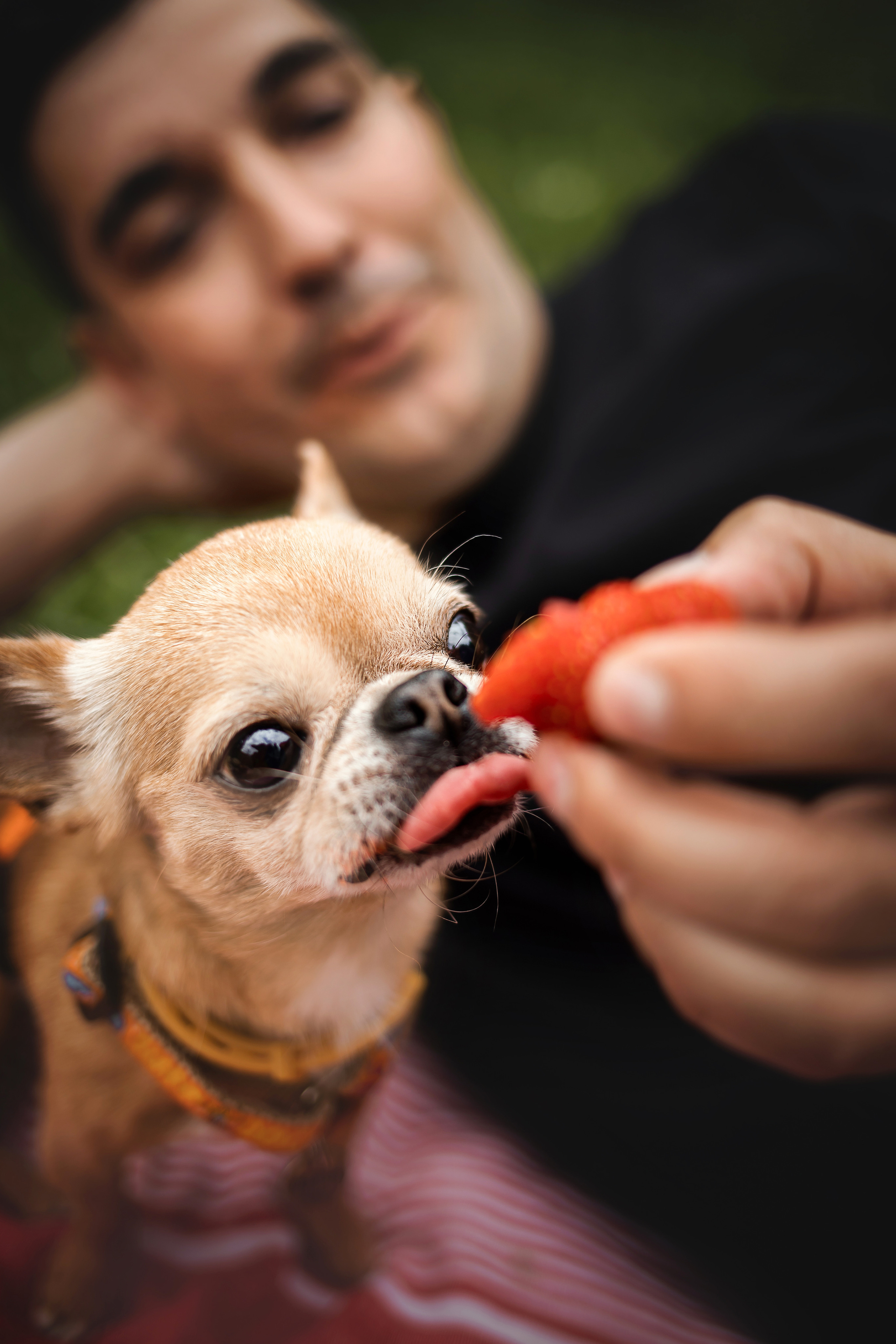 фотосессия с собакой