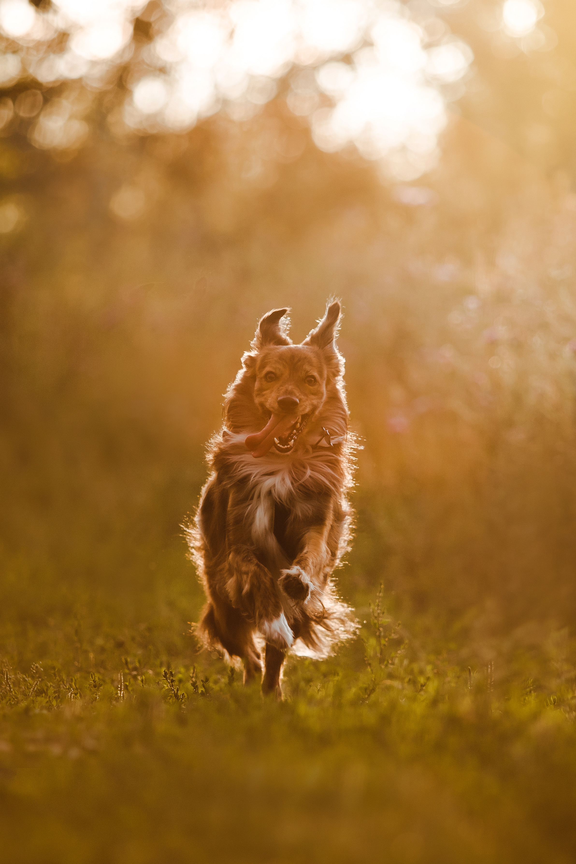 фотосессия с собакой в бутово на закате