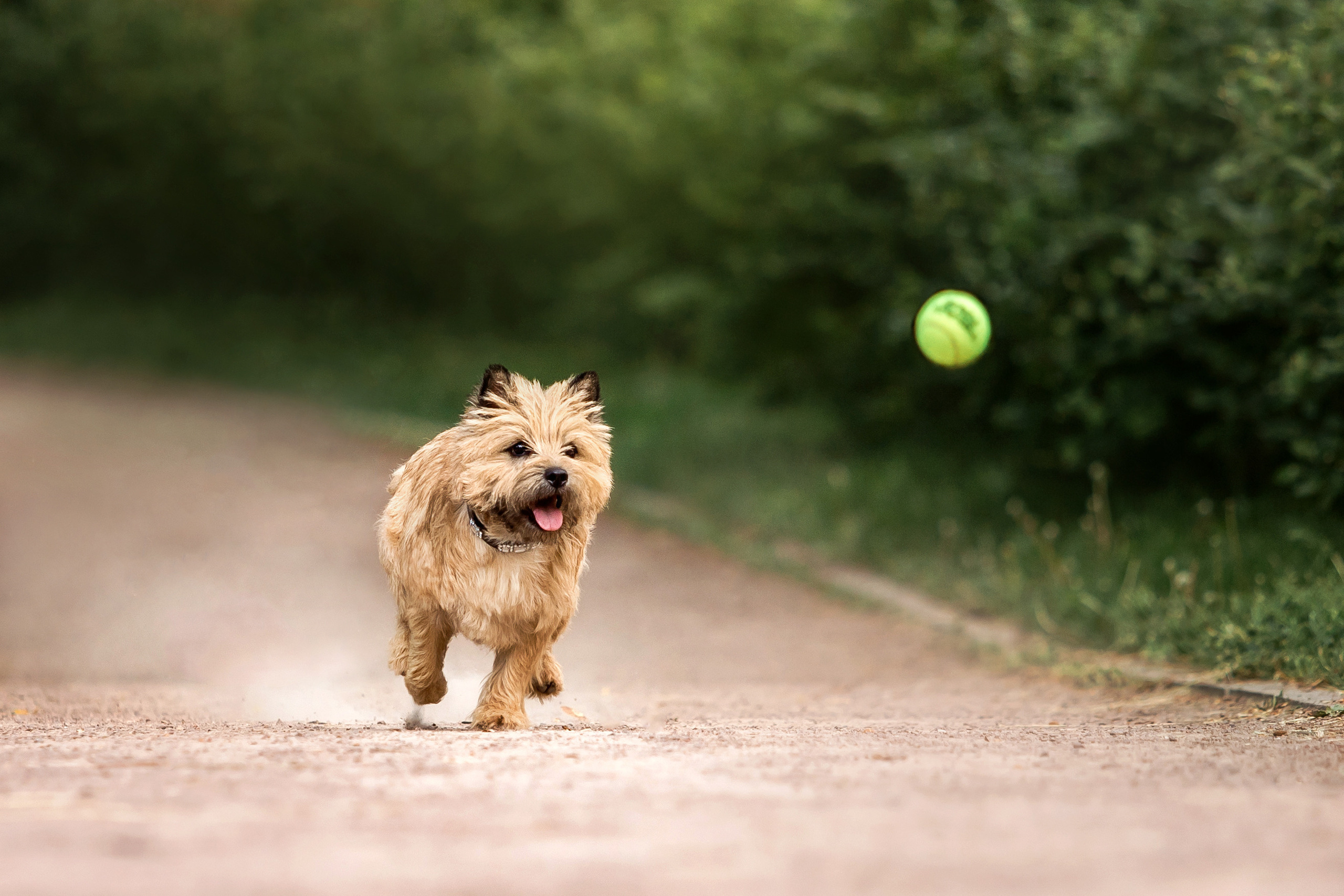 керн-терьер