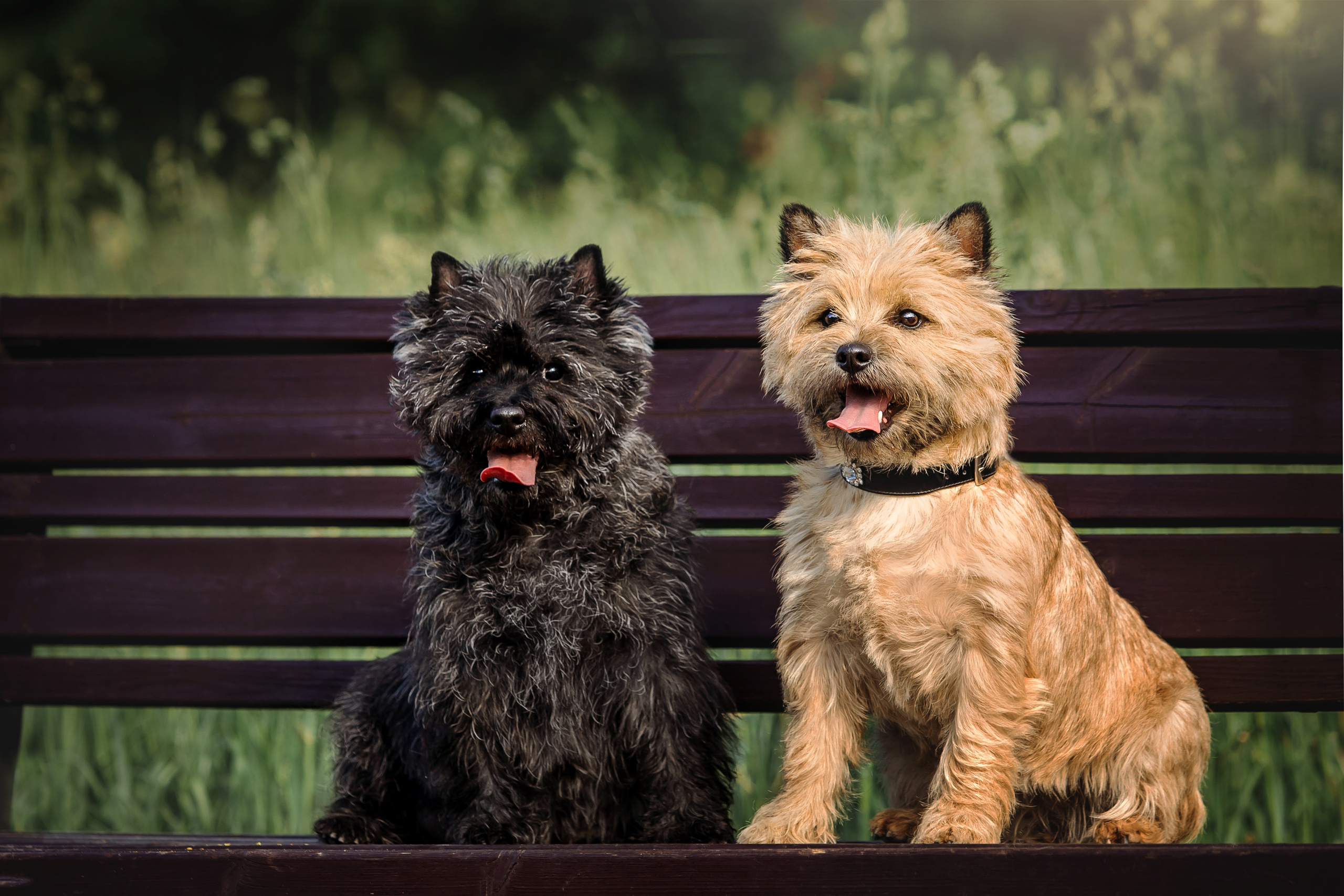 фотосессия керн-терьера