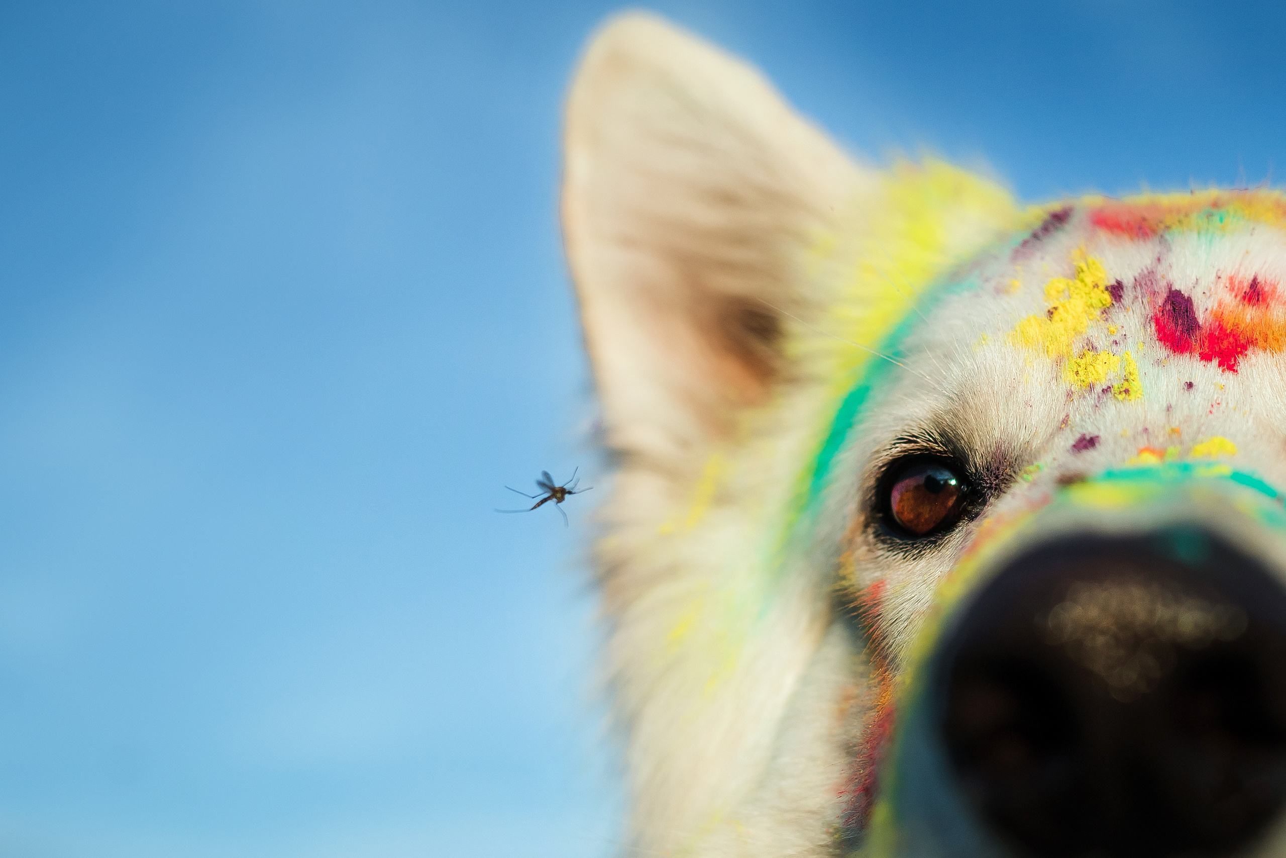 фотосессия с холи