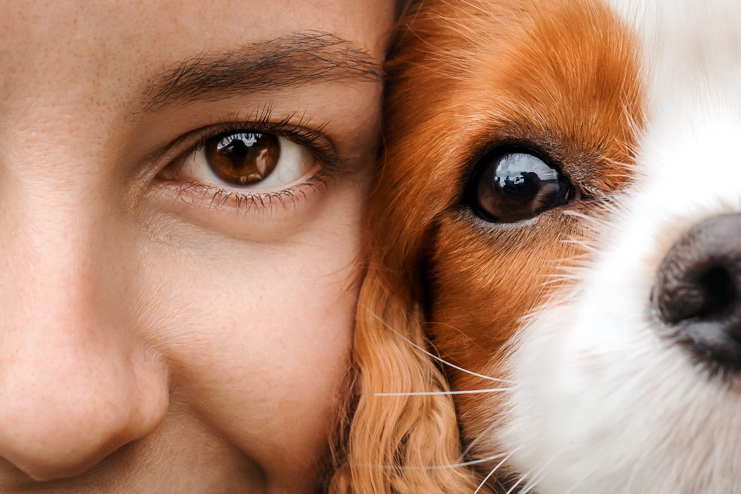 фотосессия с собакой