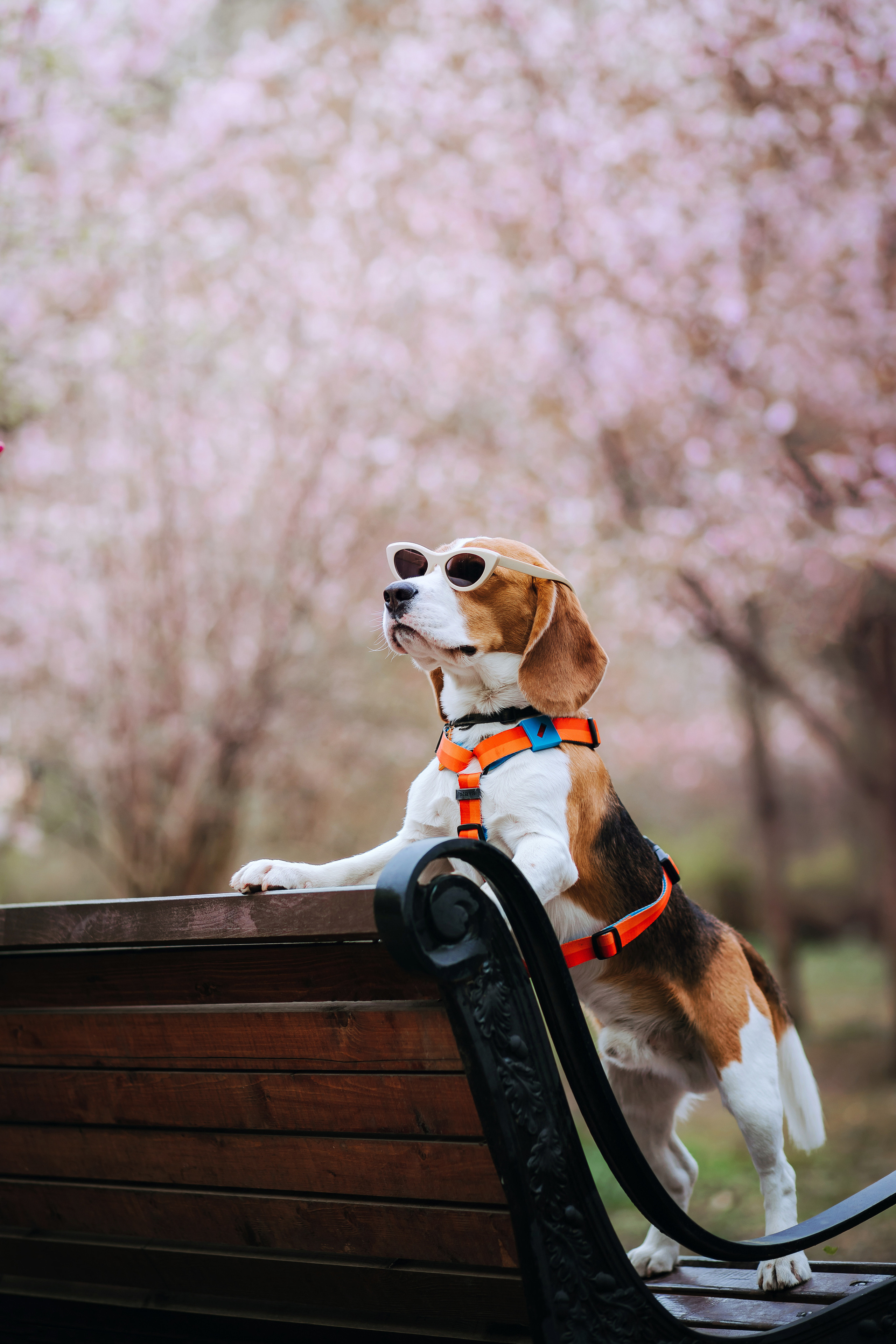 Весенняя фотопрогулка с собакой в цветущей сакуре 