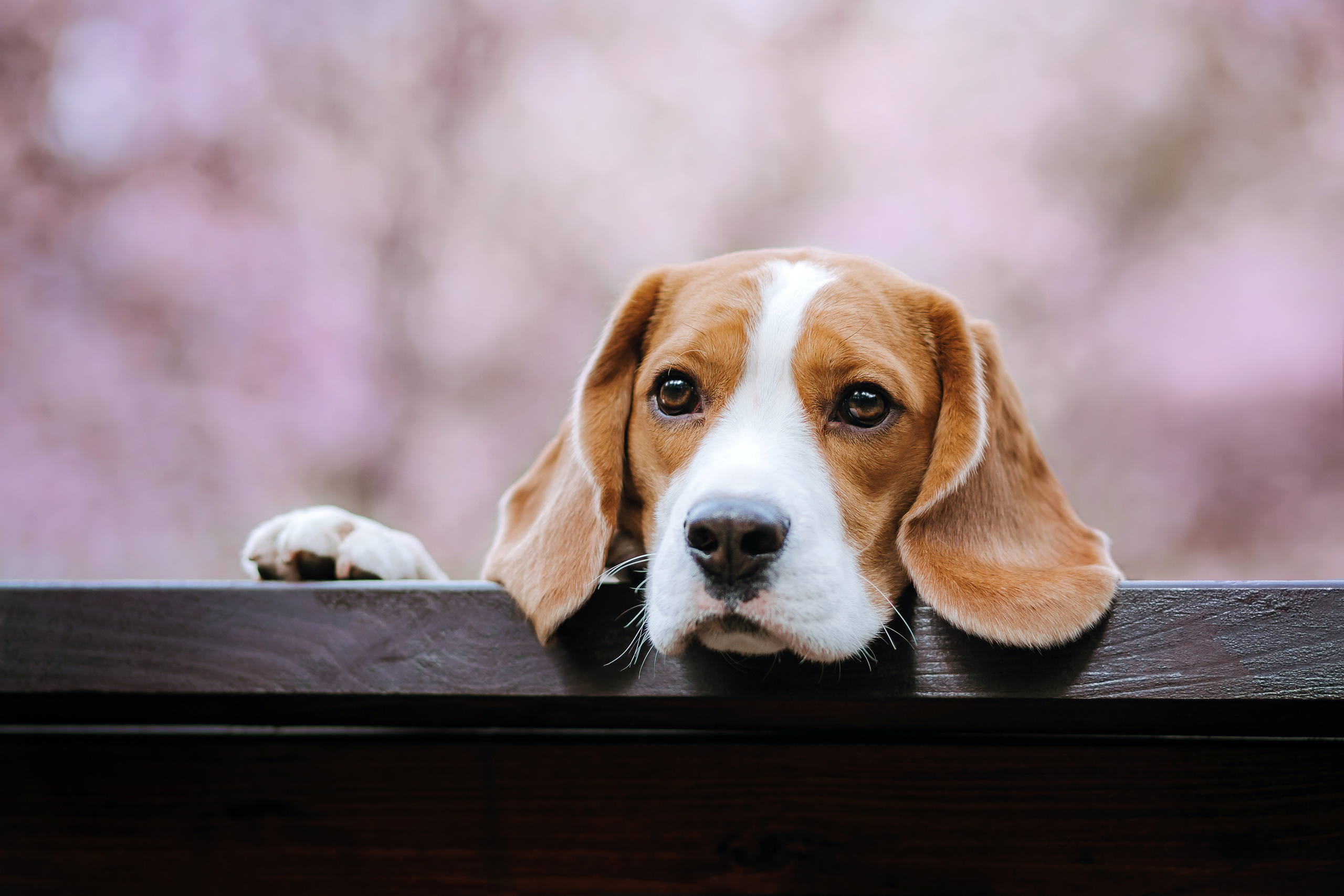 Фотопрогулка с собакой в бирюлевском дендропарке 