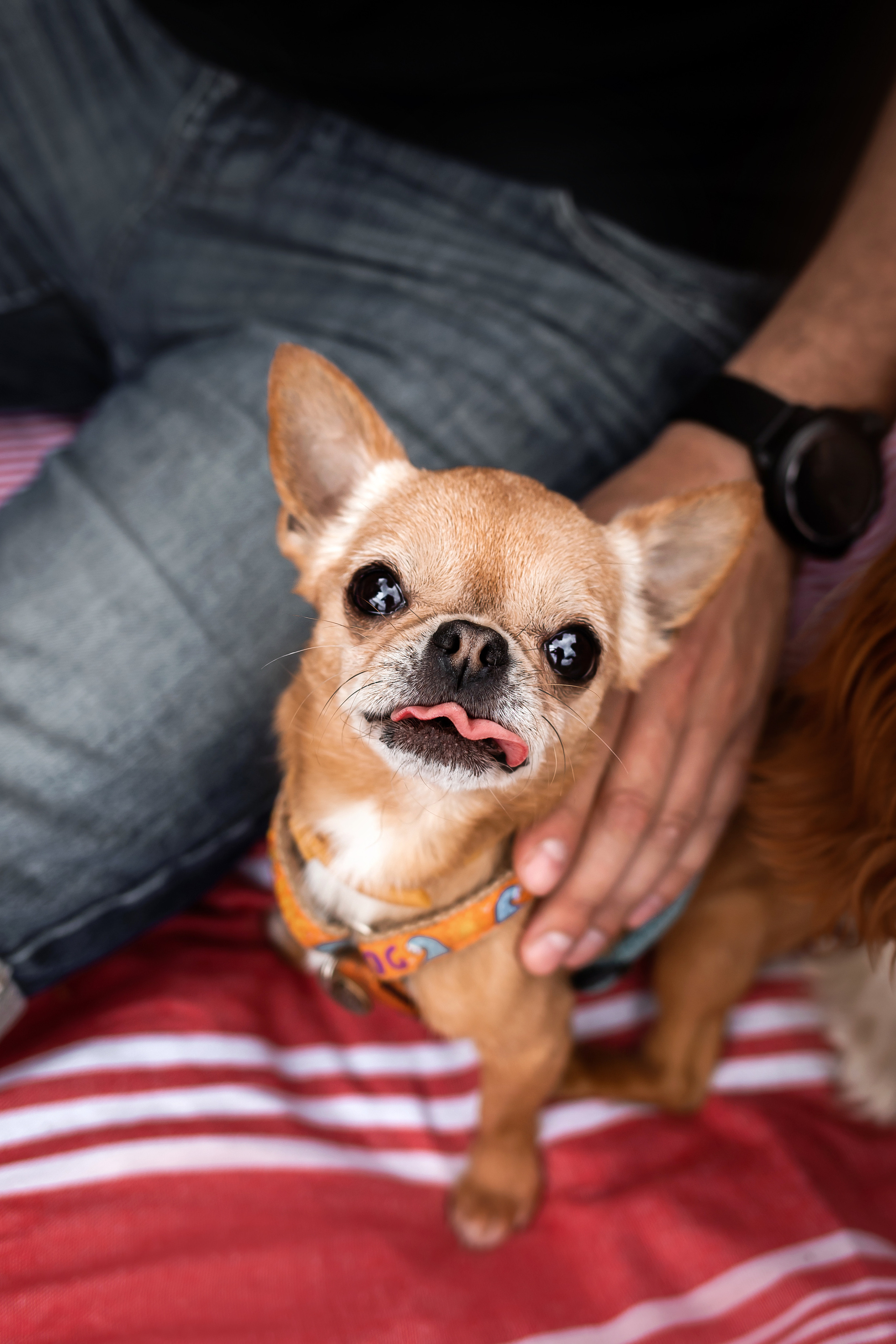 чихуахуа на пикнике