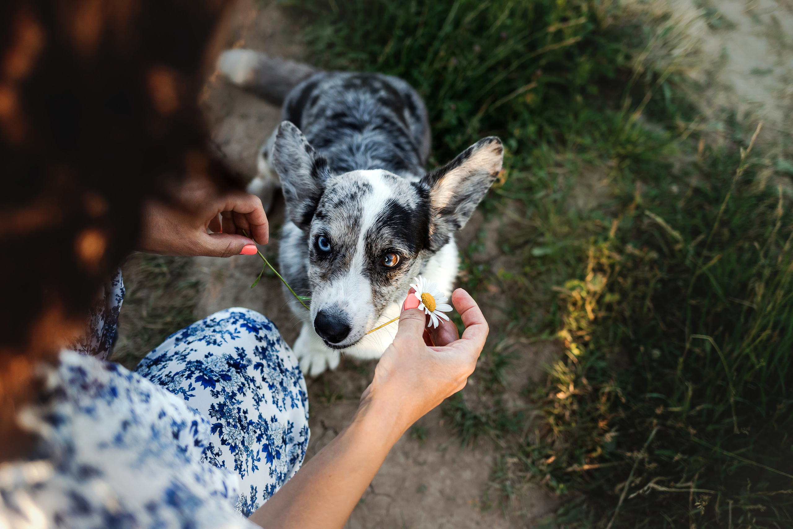 фотосессия с собакой на природе