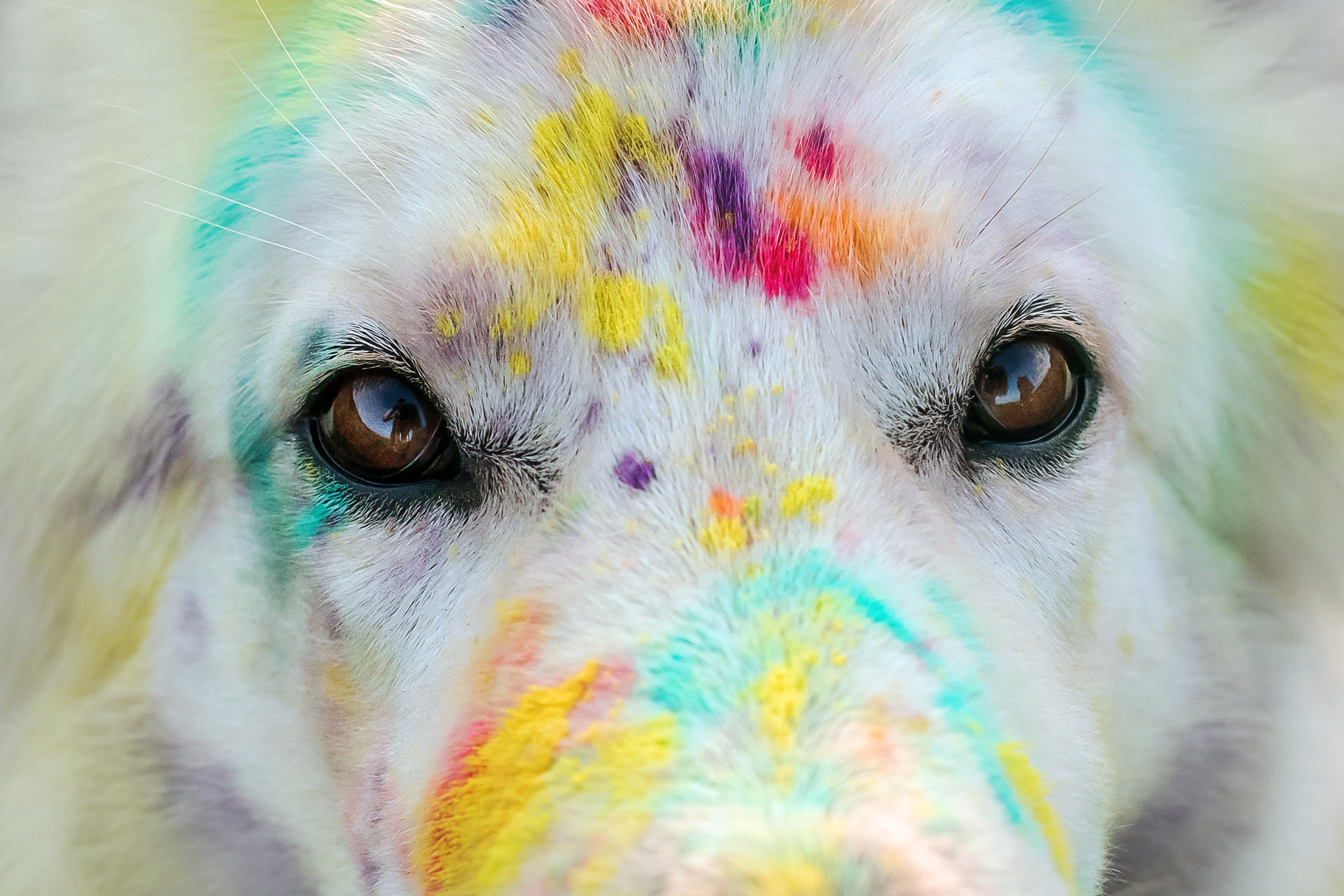 фотосессия собаки с красками холи